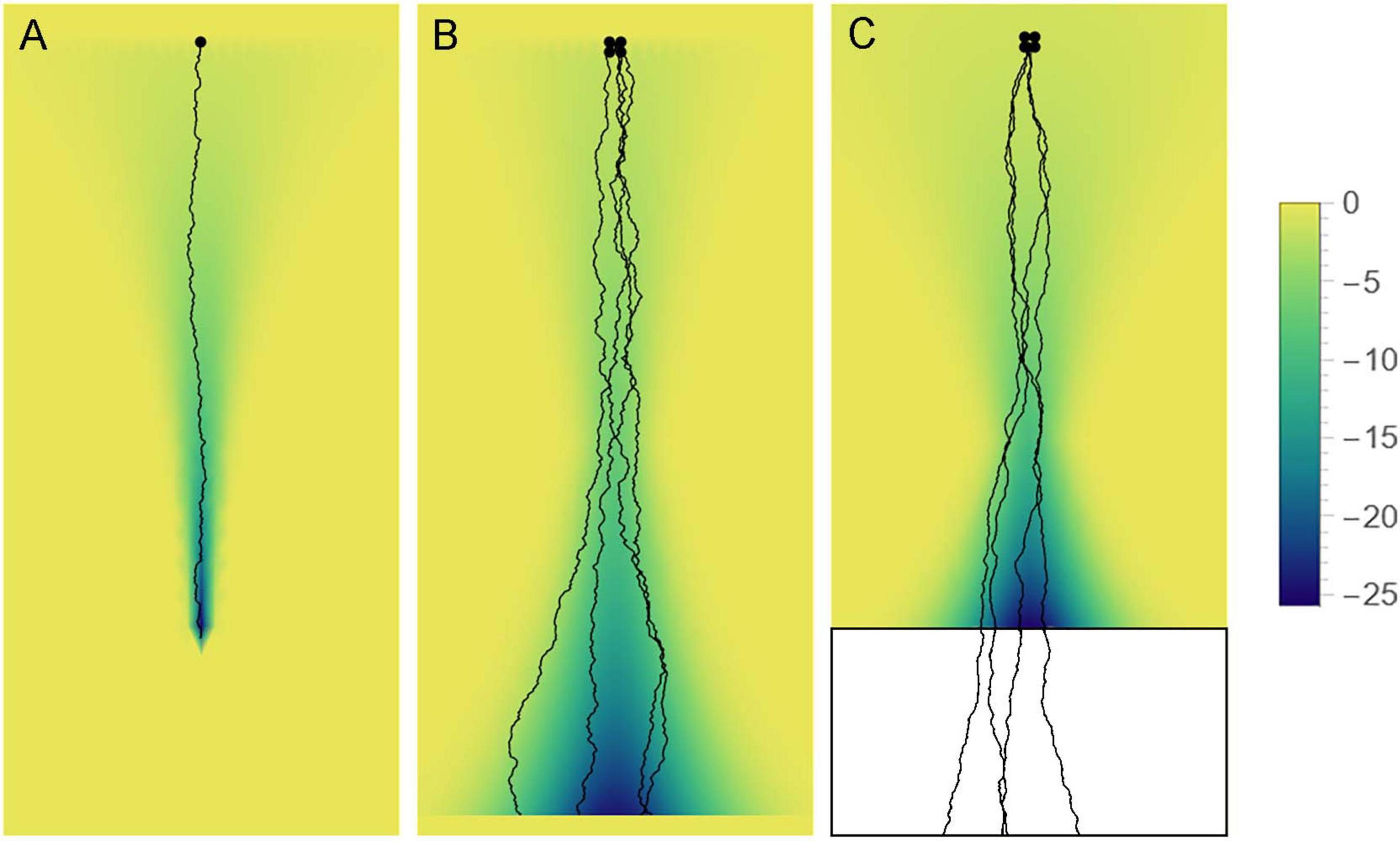 Three panels showing different relative strengths of the stochastic and deterministic components in axon growth. Axons are shown moving in effective potential “troughs” that constrain to different degrees the axons’ tendency to move stochastically.