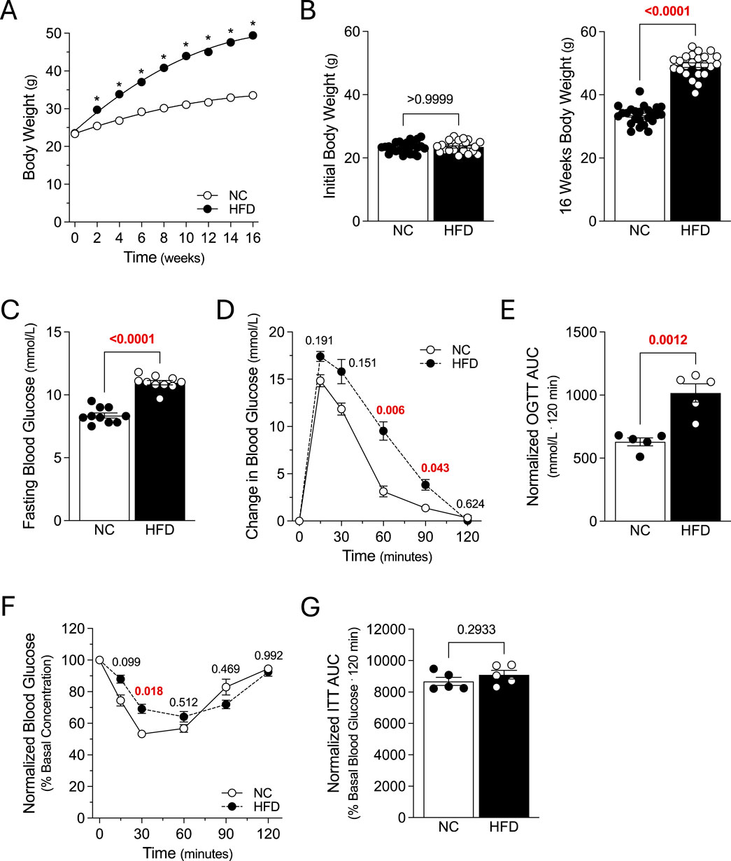 Graphs and bar charts comparing the effects of normal chow (NC) and high-fat diet (HFD) on mice over time. Panel A shows body weight increase, with HFD resulting in higher weights. Panel B compares initial and sixteen-week body weights, showing significant increases with HFD. Panel C displays higher fasting blood glucose with HFD. Panel D shows changes in blood glucose over time after an oral glucose tolerance test, with significant differences at various points. Panel E shows a significant increase in OGTT AUC with HFD. Panel F shows normalized blood glucose changes over time following insulin injection. Panel G displays similar insulin tolerance test AUC values between diets.