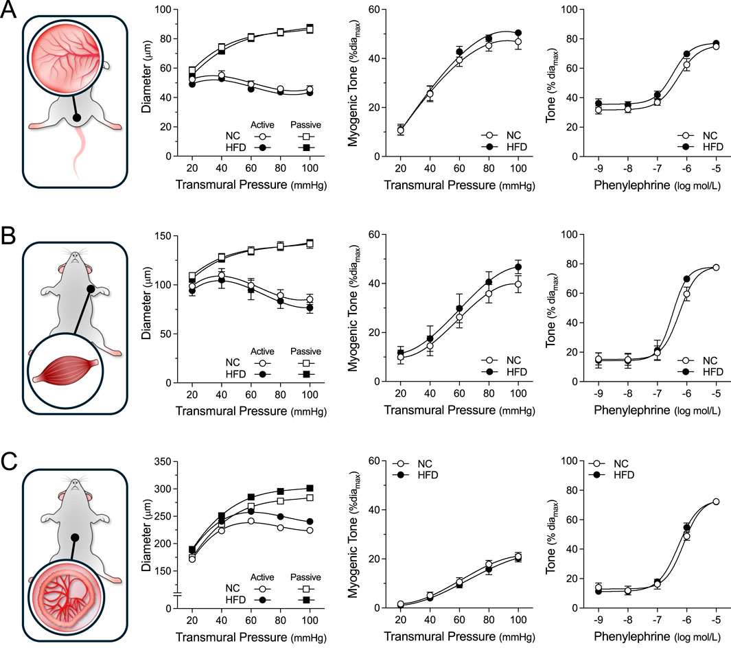 Graphs show vascular responses in three different vascular beds in mice fed normal chow (NC) or a high-fat diet (HFD). For each vascular bed, graphs illustrating the active and passive diameters, myogenic tone, and phenylephrine dose-response are shown. Panel A focuses on cremaster muscle arteries, panel B on radial muscle arteries, and panel C on mesenteric arteries. The graphs show no differences between the NC and HFD groups.