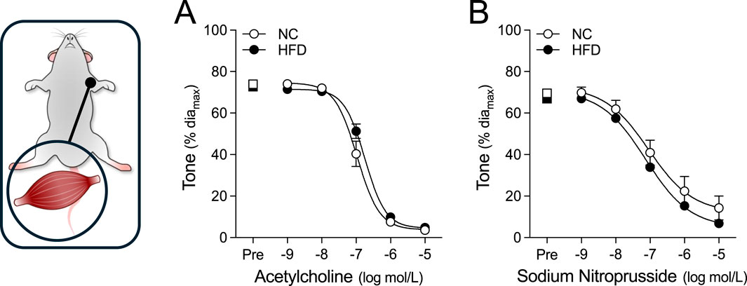 Graphs show vascular responses in radial muscle arteries from mice fed normal chow (NC) or a high-fat diet (HFD). Graph A shows the response to acetylcholine, which shows decreased tone with increasing concentrations. Graph B shows the response to sodium nitroprusside, which is similar. Both graphs show no differences between the NC and HFD groups.