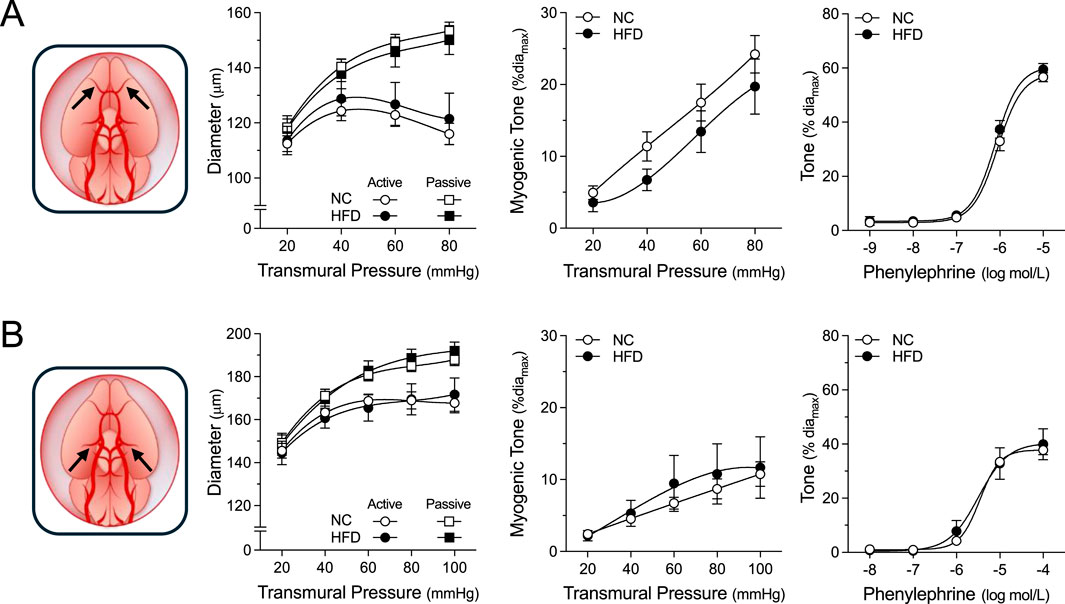 Graphs show vascular responses in two brain blood vessel types in mice fed normal chow (NC) or a high-fat diet (HFD). For each vascular bed, graphs illustrating the active and passive diameters, myogenic tone, and phenylephrine dose-response are shown. Panel A focuses on olfactory arteries and panel B on posterior arteries. The graphs show no differences between the NC and HFD groups.