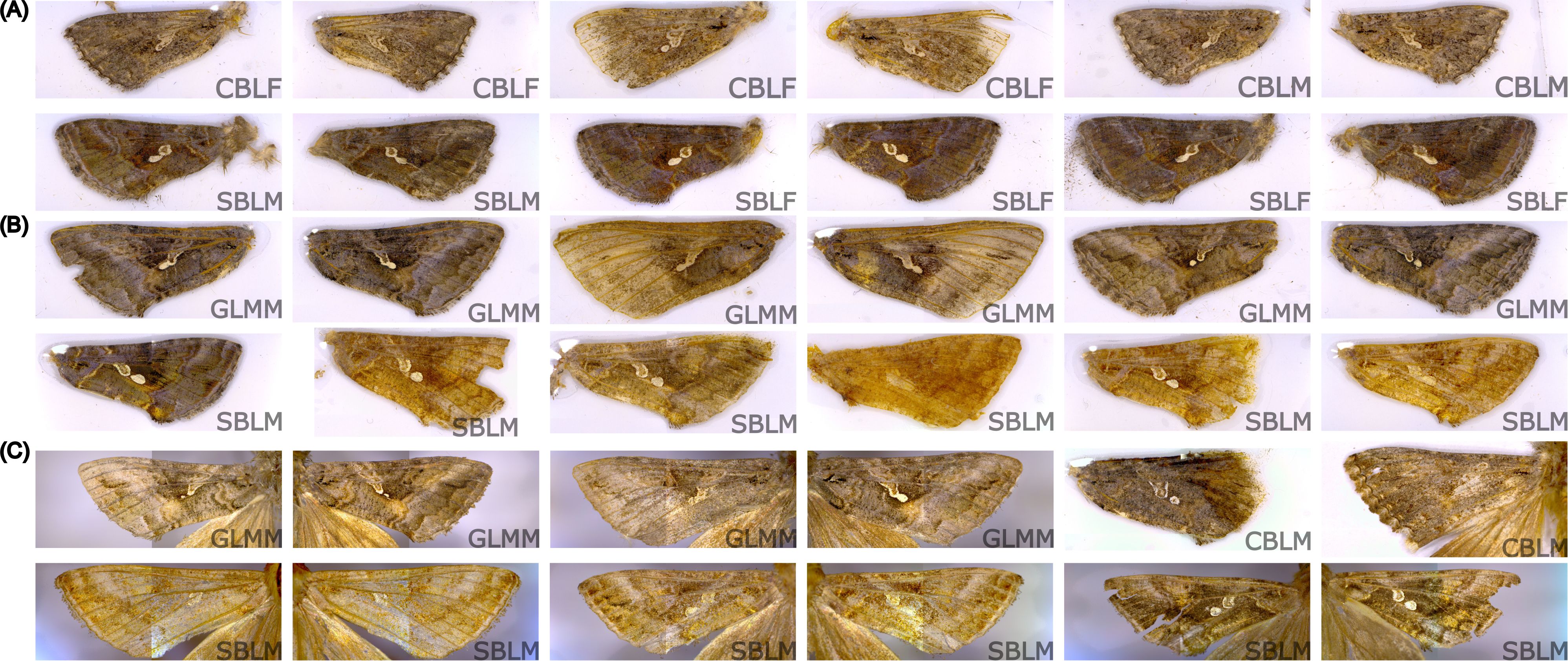 Three panels of moth wing images labeled A, B, and C. Each panel displays multiple wing samples with varying textures and colors, ranging from brown to yellow shades. Labels such as CBLF, SBLM, GLMM, and SBLF are visible on individual images, indicating different variations or classifications of the wings.