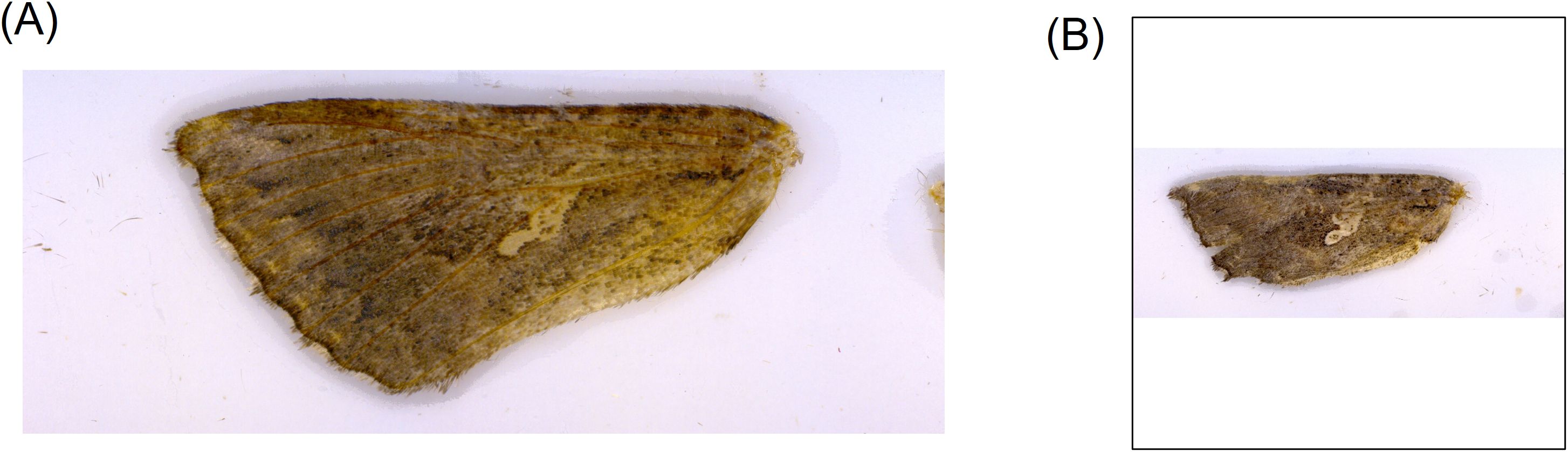 (A) Close-up of a brown moth wing with visible veins and a small circular marking. (B) Distant view of a different brown moth wing, showing its overall shape and texture, on a white background.