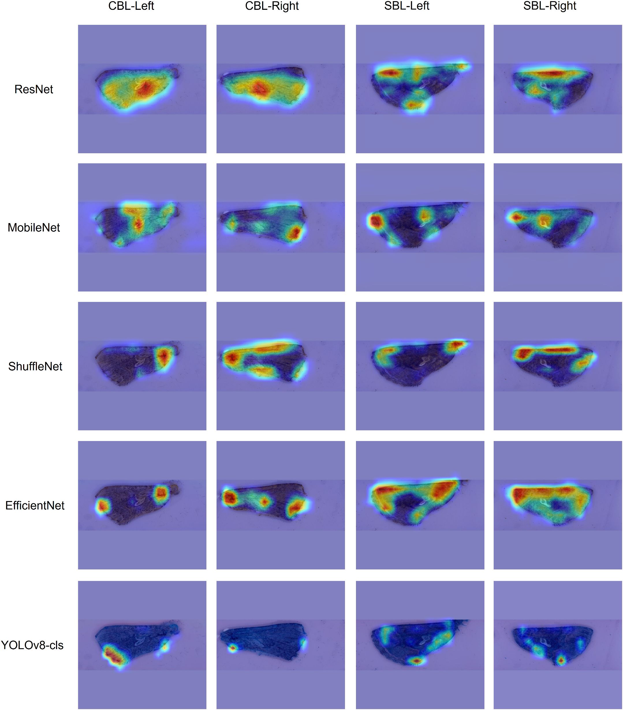 Heatmaps display highlighted wing features for different deep learning models: ResNet, MobileNet, ShuffleNet, EfficientNet, and YOLOv8-cls. Each row shows four wing images, labelled by four columns, “CBL-Left,” “CBL-Right,” “SBL-Left,” and “SBL-Right.” Color gradients range from blue to red, highlighting various features depending on the wing specimen and model.