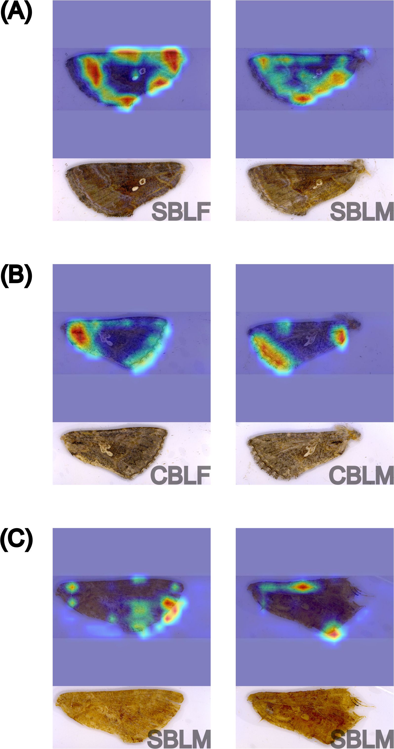 Three panels labelled A, B, and C, each showing two heatmap images of a moth wing with the corresponding actual wing below. Heatmaps illustrate varying intensity levels with colors from blue to red, indicating features used by the model. Labels “SBLF,” “SBLM,” “CBLF,” and “CBLM” correspond to specimen information for each image.
