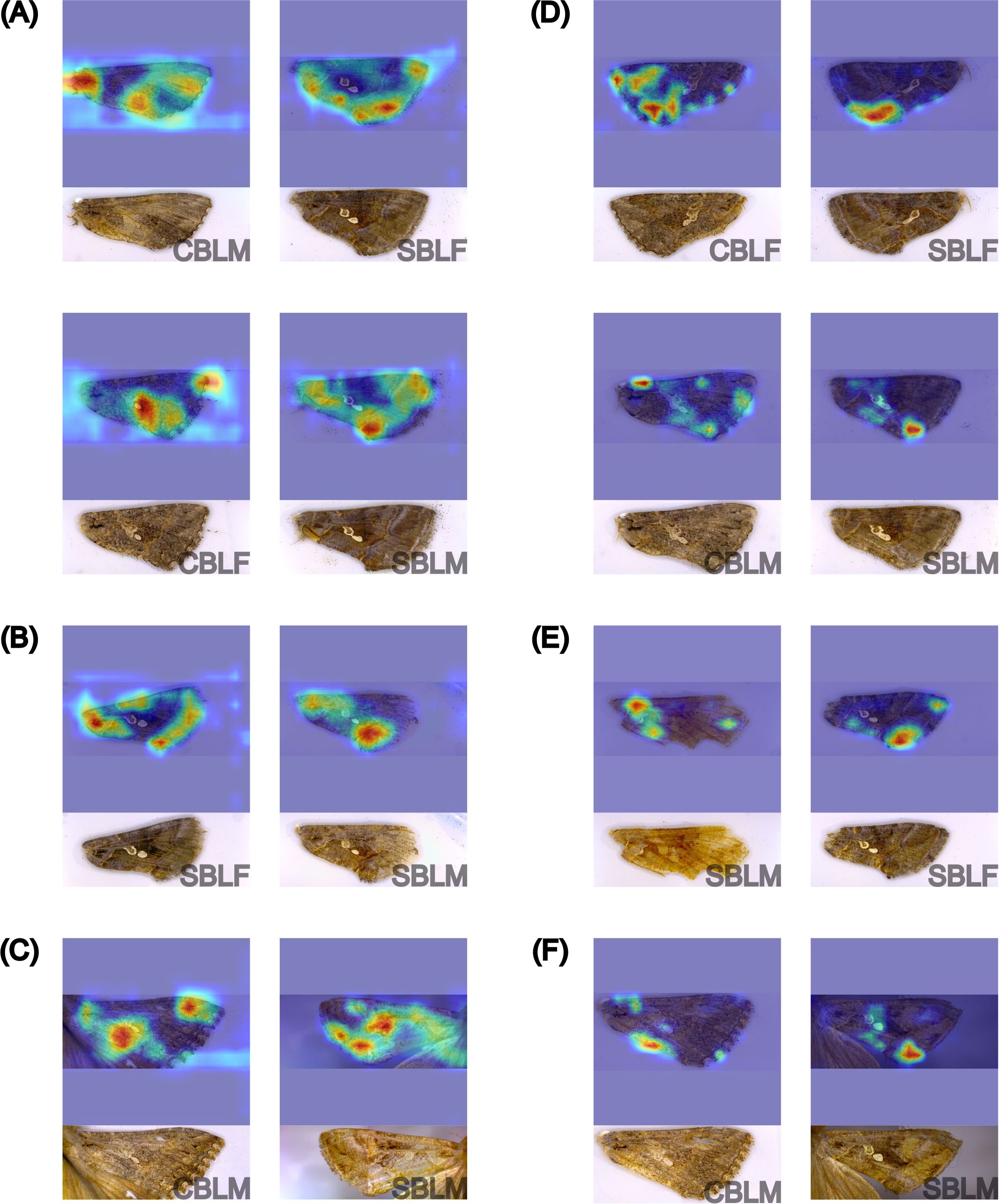 Six panels labelled A to F, each containing two sections. The top sections display heatmaps of samples with varying intensity of colored areas. The bottom sections show corresponding physical samples with specimen labels like “SBLM.” Each set visually compares the various localization and distribution between the heatmaps and physical samples across the panels for the species-sex classification experiment.