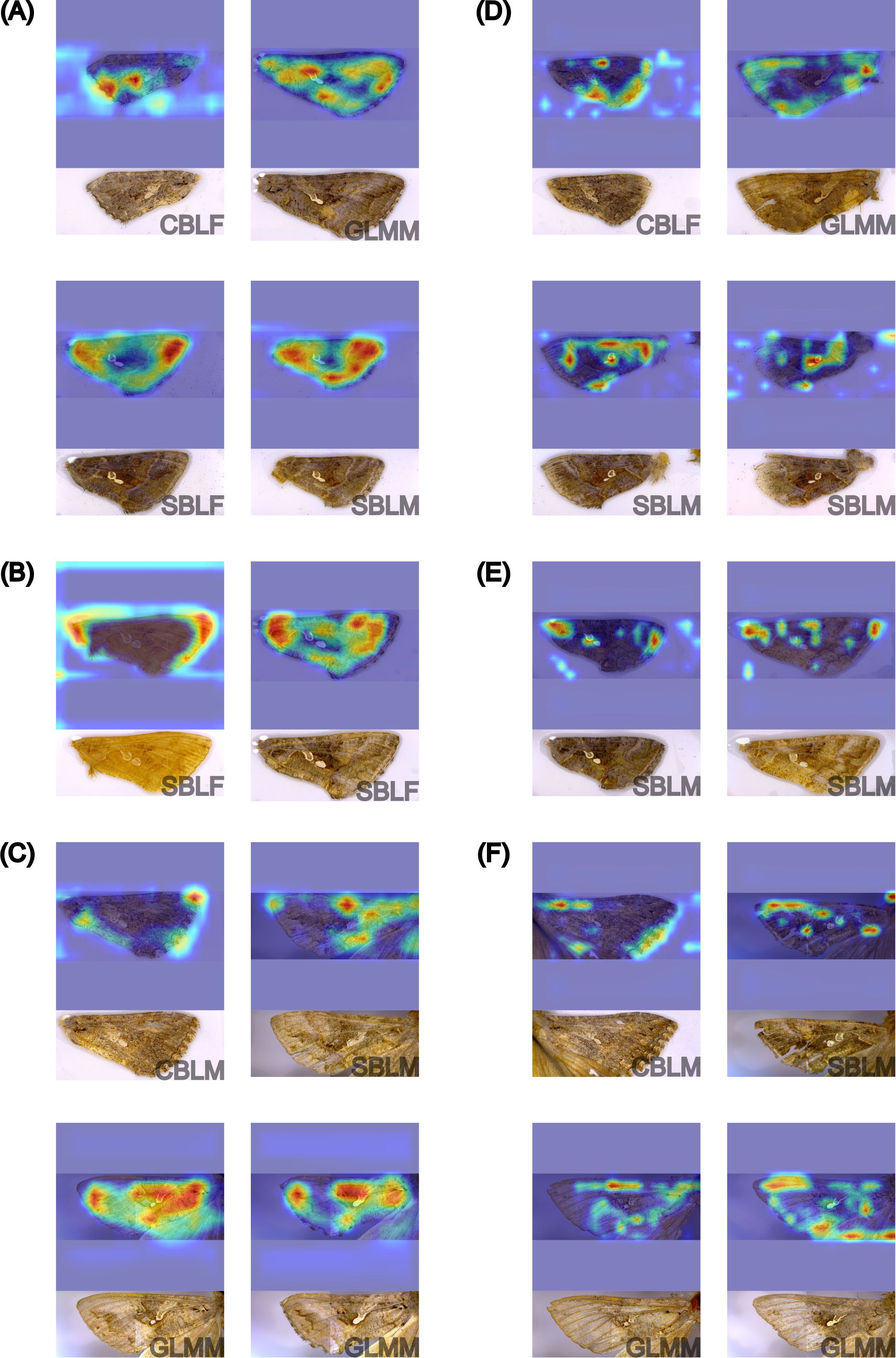 Six panels labelled A to F, each containing two sections. The top sections display heatmaps of samples with varying intensity of colored areas. The bottom sections show corresponding physical samples with specimen labels like “SBLM.” Each set visually compares the various localization and distribution between the heatmaps and physical samples across the panels for the three-species classification experiment.
