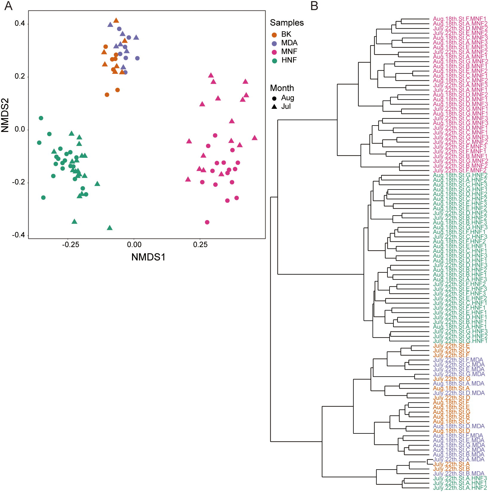 A two-part image consisting of a scatter plot (A) and a dendrogram (B). The scatter plot depicts NMDS analysis of samples, with colors and shapes denoting different sample types and months: orange circles (BK), purple circles (MDA), pink circles (MNF), green circles (HNF), with filled circles for August and triangles for July. The dendrogram clusters samples hierarchically, with colored labels matching the scatter plot for sample identification.