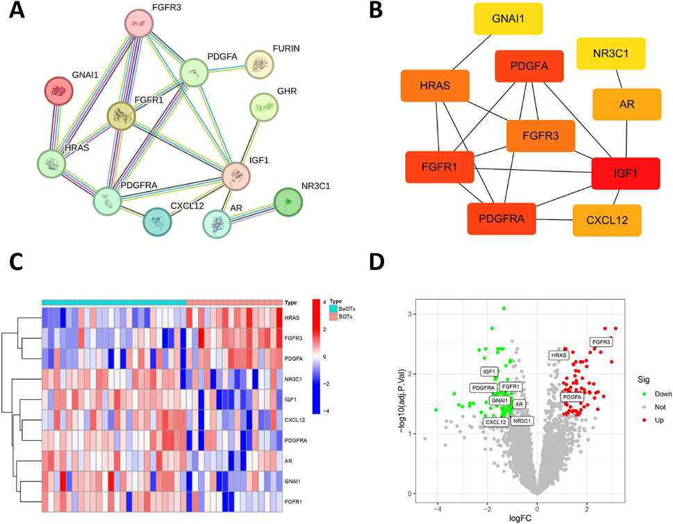 A set of four panels: Panel A displays a network of genes represented by nodes connected with colored edges. Panel B shows a gene interaction diagram with color-coded rectangles for different genes. Panel C is a heatmap with color variations indicating gene expression levels across samples. Panel D is a volcano plot showcasing gene expression changes, with green dots indicating down-regulation, red dots indicating up-regulation, and gray dots for no significant change.