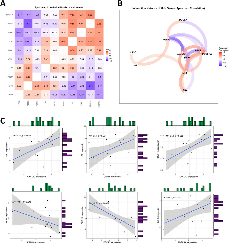 Spearman correlation analysis of hub genes, with three images labeled A, B, and C. A heatmap (A) shows correlation values between genes, with color indicating strength and direction. A network diagram (B) illustrates gene connections, using colored lines to signify correlation levels. Six scatter plots (C) depict relationships between pairs of gene expressions, annotated with correlation coefficients and significance values. Each plot combines data points, trend lines, and distribution histograms.
