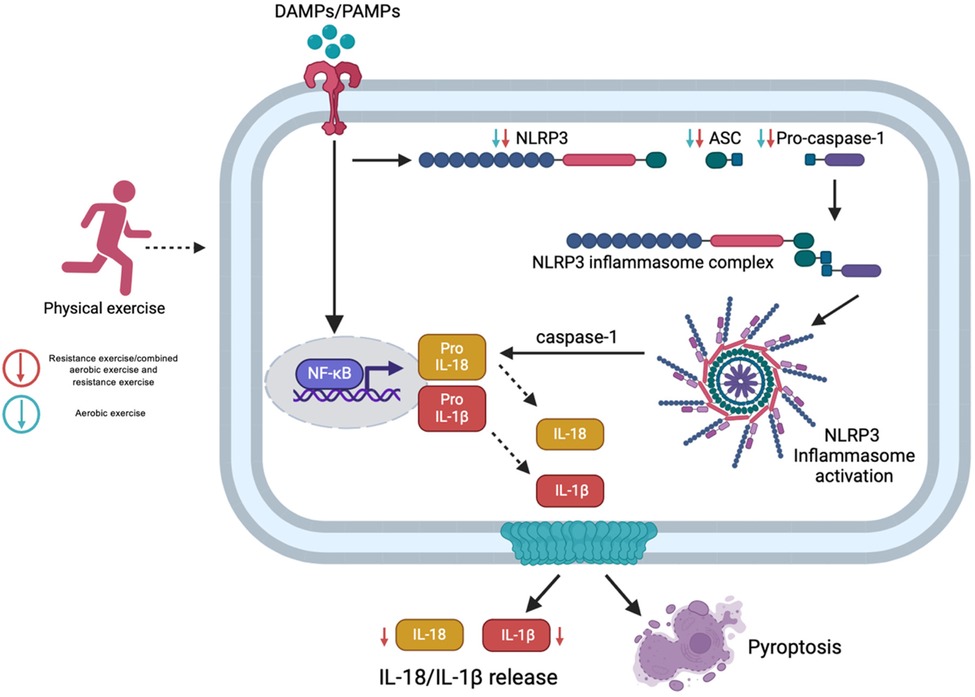 Figure 3 illustrates how different exercise modalities modulate molecular responses linked to NLRP3 inflammasome activation. Aerobic exercise performed at moderate intensity tends to downregulate NLRP3 gene expression, although its influence on circulating cytokines such as IL-1β and IL-18 appears limited. In contrast, resistance training and combined exercise protocols demonstrate broader anti-inflammatory effects, as they not only reduce NLRP3 expression but also lead to measurable decreases in systemic cytokine concentrations. These adaptations highlight the modality-specific impact of exercise on inflammation and the potencial therapeutic relevance for metabolic and inflammatory conditions.