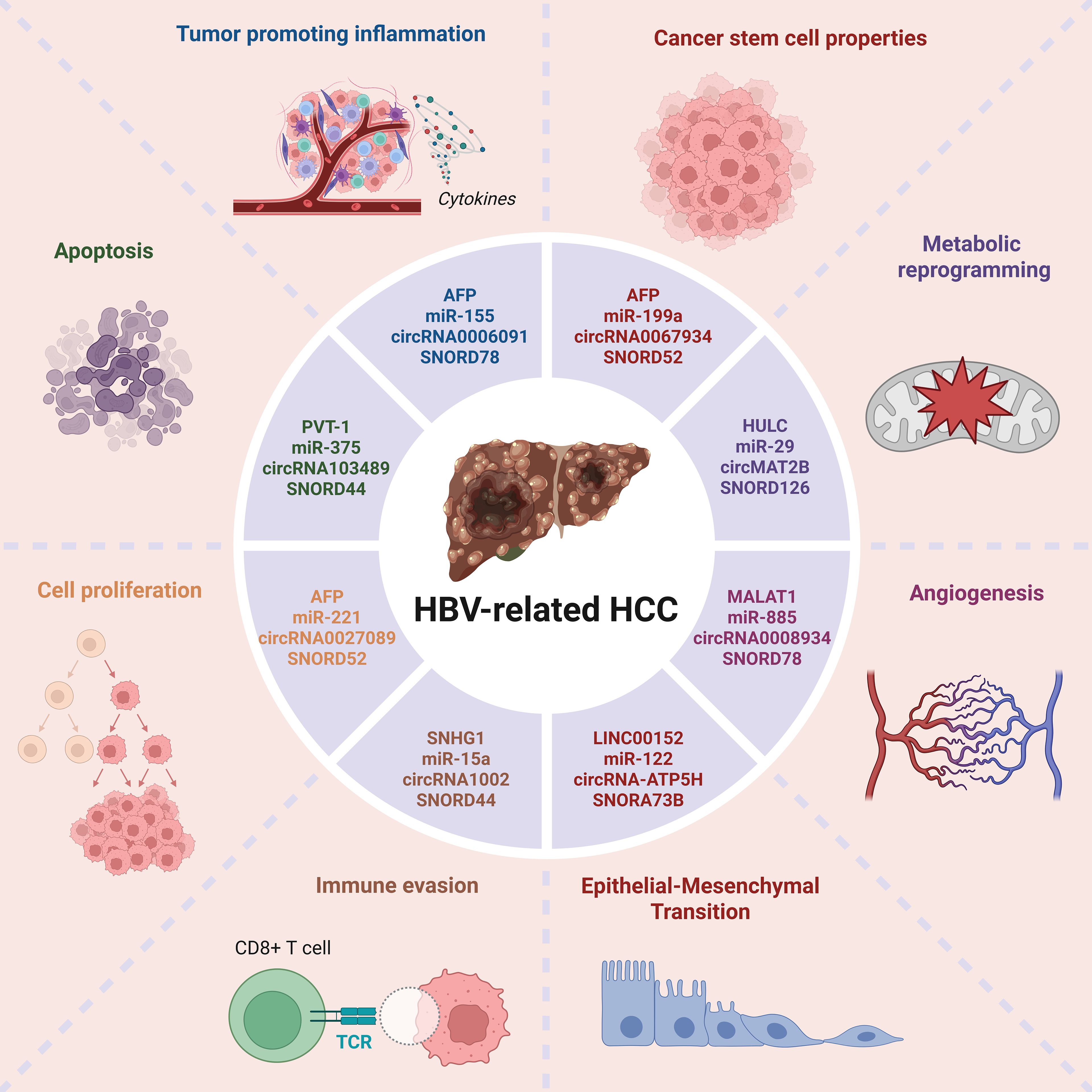 Diagram illustrating factors involved in HBV-related hepatocellular carcinoma (HCC). Central liver image labeled “HBV-related HCC” connects to eight sections: tumor-promoting inflammation, cancer stem cell properties, metabolic reprogramming, angiogenesis, epithelial-mesenchymal transition, immune evasion, cell proliferation, and apoptosis. Each section lists relevant biomarkers like AFP, circRNA, miR, and SNORD. Corresponding illustrations depict related biological processes.