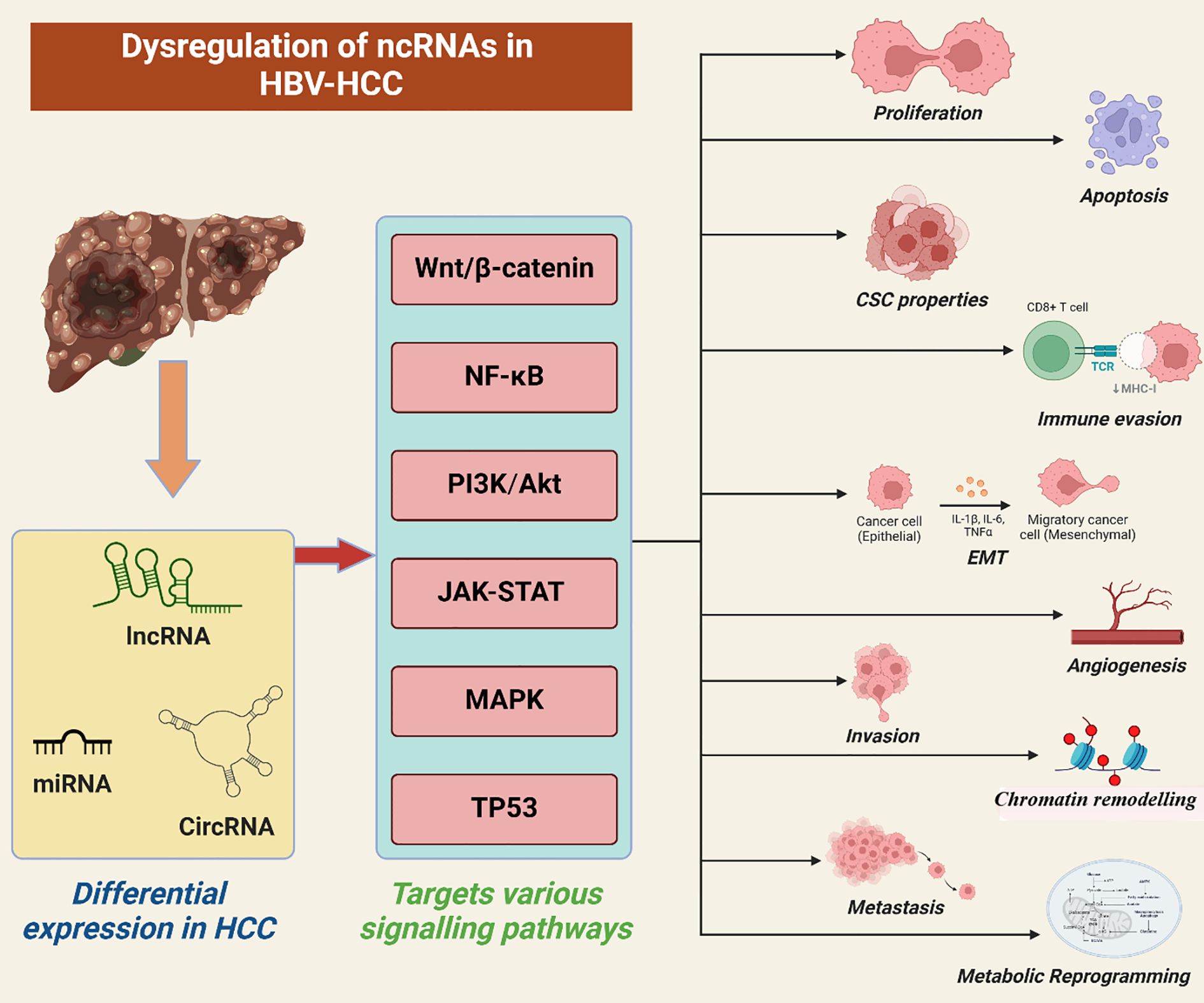 Illustration showing dysregulation of non-coding RNAs (ncRNAs) in HBV-HCC. A liver with lesions leads to differential expression in liver cancer with lncRNA, miRNA, and circRNA, targeting pathways like Wnt/β-catenin, NF-κB, and more. Effects include proliferation, apoptosis, immune evasion, and metastasis, among others.