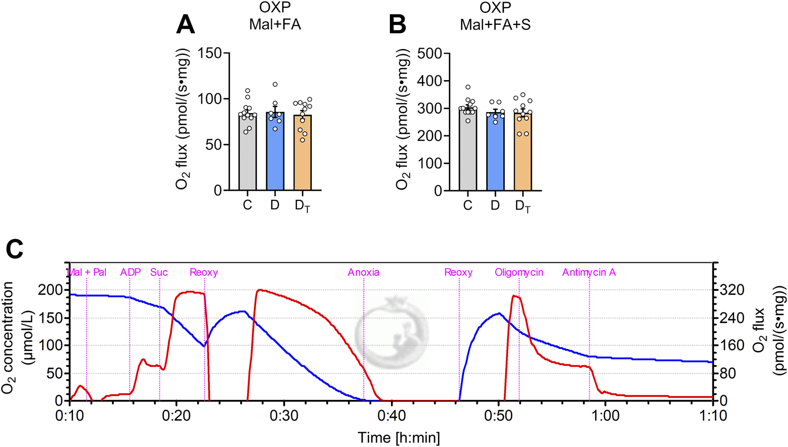 Three‐part graph showing oxygen flux and concentration. Panels A and B are bar graphs comparing oxygen flux in pmol/(s·mg) for different groups, labeled C, D, and Dₜ, under conditions OXP Mal+FA and OXP Mal+FA+S. Panel C is a line graph showing O₂ concentration (µmol/L) and flux over time with phases labeled Mal + Peal, ADP, Suc, Reoxy, Anoxia, Reoxy, Oligomycin, and Antimycin A. Blue and red lines represent different conditions.