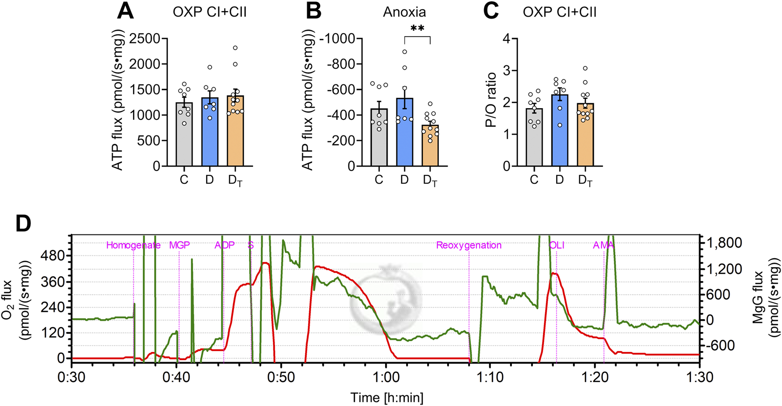 Four panels display biochemical data. Panel A shows a bar graph of ATP flux unit (pmol/(s·mg)) for OXP CI+CII, comparing groups C, D, and D‐T. Panel B highlights ATP flux during anoxia with significant differences marked (**). Panel C presents P/O ratios for the same groups. Panel D is a time graph (h:min) depicting O2 flux and MgG flux with labeled events such as homogenate, MGP, ADP, reoxygenation, OLI, and AMA.