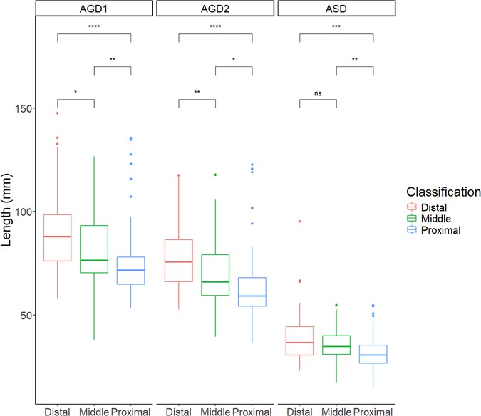 Box plot comparing lengths in millimeters for distal, middle, and proximal classifications across AGD1, AGD2, and ASD groups. Significant differences are denoted by asterisks, ranging from one asterisk for p < 0.05 to four for p < 0.0001.