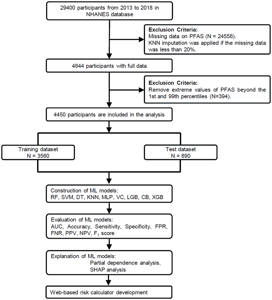 Flowchart detailing the process of selecting participants and developing a web-based risk calculator from the NHANES database. Initially, 29,400 participants were considered from 2013 to 2018. After applying exclusion criteria for missing data on PFAS and KNN imputation, 4,844 participants remained. Further exclusion of extreme PFAS values resulted in 4,450 participants for analysis. The dataset was divided into a training set of 3,560 and a test set of 890. Machine learning models were constructed and evaluated for metrics like accuracy, sensitivity, specificity. Model explanation included partial dependence and SHAP analysis, leading to a web-based risk calculator development.