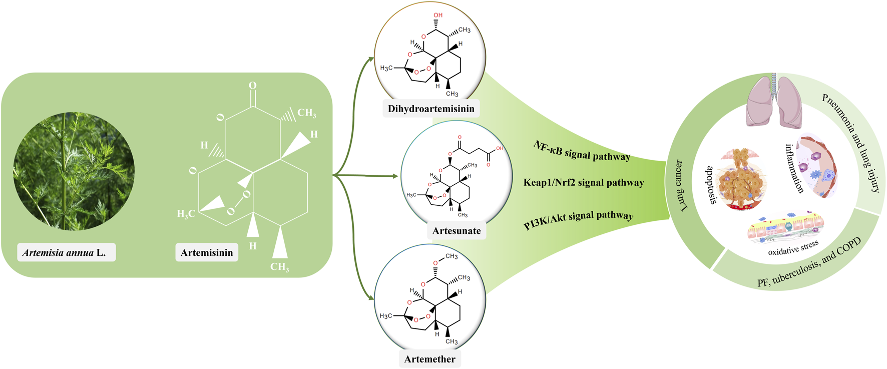 Diagram illustrating the medicinal properties of compounds derived from Artemisia annua L. Dihydroartemisinin, artesunate, and artemether are linked to signal pathways: NF-kB, Keap1/Nrf2, PI3K/Akt. This impacts lung cancer, pneumonia, lung injury, apoptosis, inflammation, oxidative stress, pulmonary fibrosis, tuberculosis, and COPD, with visuals of lungs and cellular effects.