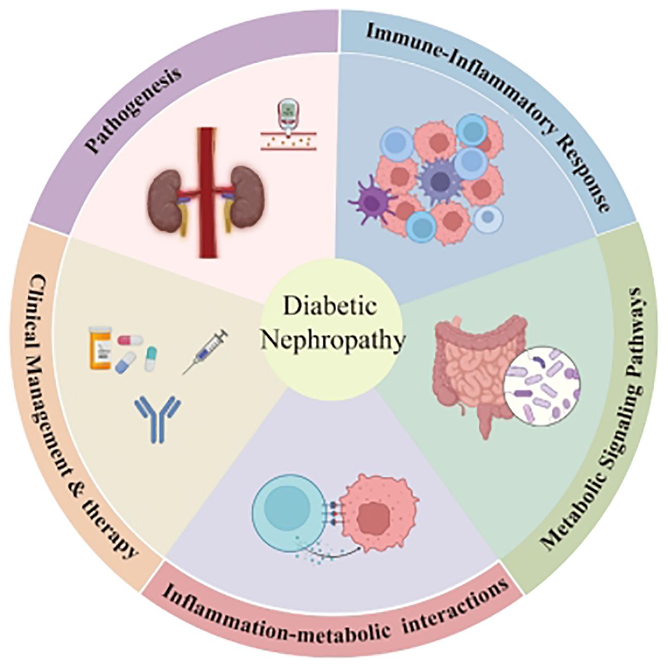 Diagram depicting factors involved in diabetic nephropathy, divided into six sections: Pathogenesis (kidneys and glucose meter), Immune-Inflammatory Response (immune cells), Metabolic Signaling Pathways (intestines and bacteria), Inflammation-Metabolic Interactions (cell communication), and Clinical Management & Therapy (medications and syringe). Central area labeled “Diabetic Nephropathy.