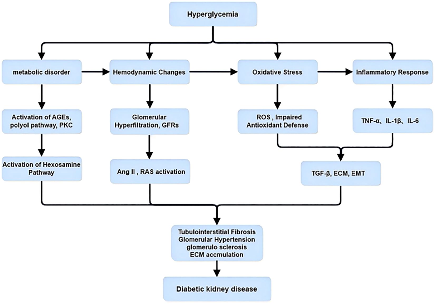 Flowchart illustrating the progression from hyperglycemia to diabetic kidney disease. It shows pathways of metabolic disorder, hemodynamic changes, oxidative stress, and inflammatory response leading to tubulointerstitial fibrosis, glomerular hypertension, and sclerosis, resulting in diabetic kidney disease.