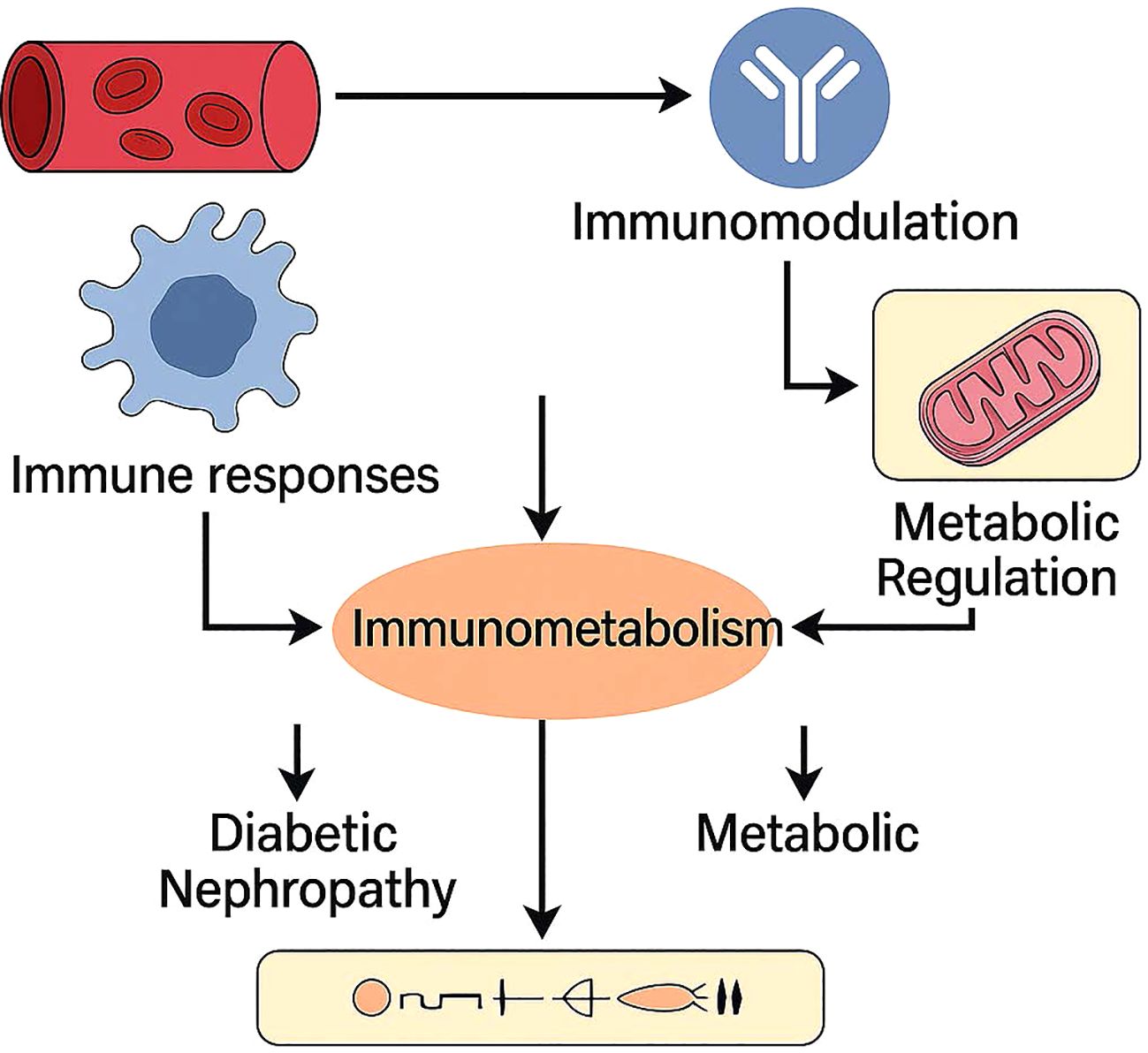 Diagram illustrating the relationship between immunomodulation, immune responses, and metabolic regulation, leading to immunometabolism. Arrows connect to outcomes: diabetic nephropathy and metabolic effects. Key symbols include a blood vessel, immune cell, antibody, and mitochondrion.
