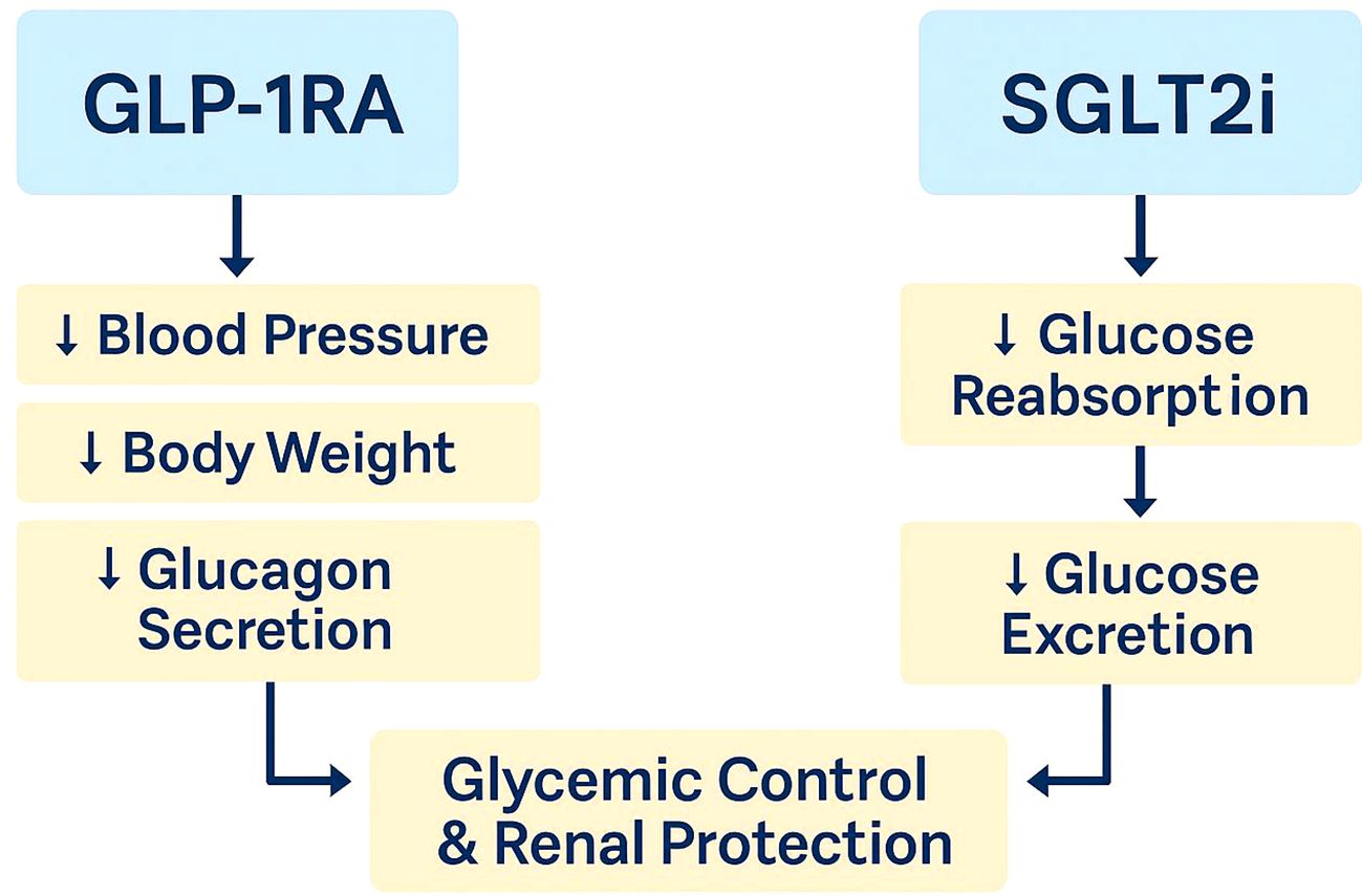 Flowchart comparing effects of GLP-1RA and SGLT2i. GLP-1RA reduces blood pressure, body weight, and glucagon secretion. SGLT2i lowers glucose reabsorption and excretion. Both lead to glycemic control and renal protection.