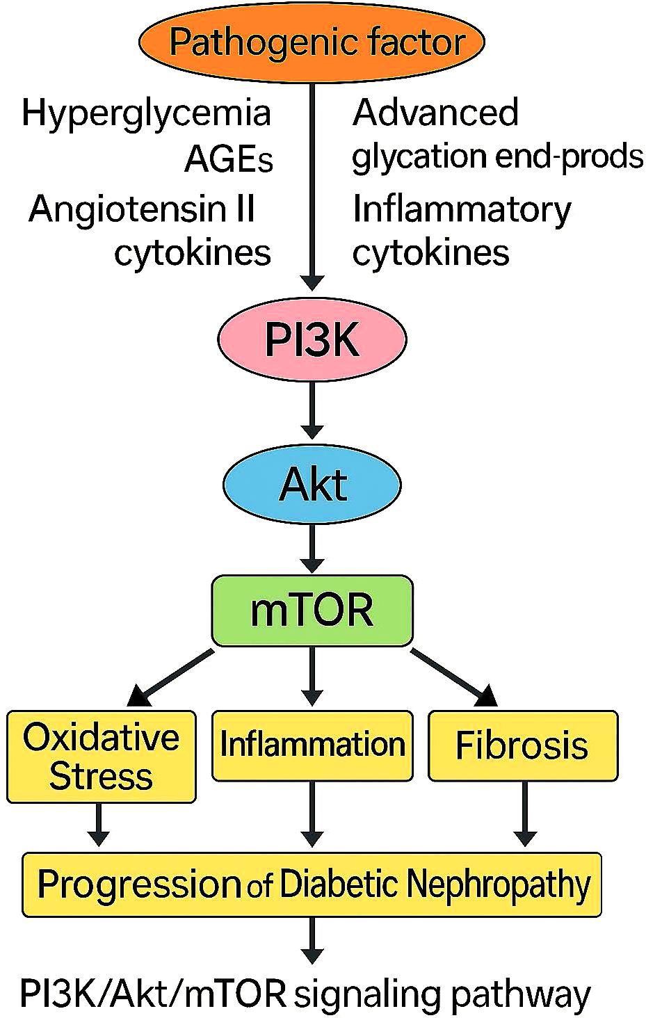 Flowchart illustrating the PI3K/Akt/mTOR signaling pathway in diabetic nephropathy. Pathogenic factors such as hyperglycemia, AGEs, angiotensin II, and inflammatory cytokines activate PI3K, which then activates Akt and mTOR. This leads to oxidative stress, inflammation, and fibrosis, contributing to the progression of diabetic nephropathy.