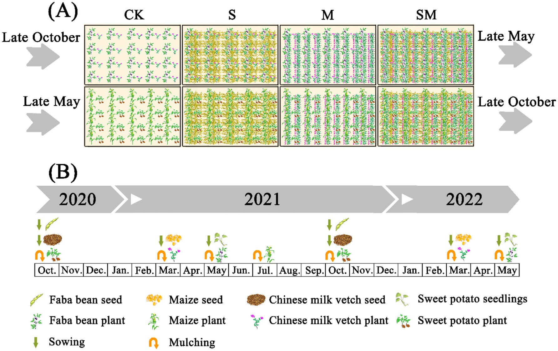 Diagram depicting crop rotations and growth cycles over time. Section A shows different crop combinations (CK, S, M, SM) in late October and late May. Section B illustrates a timeline from 2020 to 2022 with symbols representing the sowing and growth of faba beans, maize, Chinese milk vetch, and sweet potatoes. A legend describes symbols for seeds, plants, sowing, and mulching.