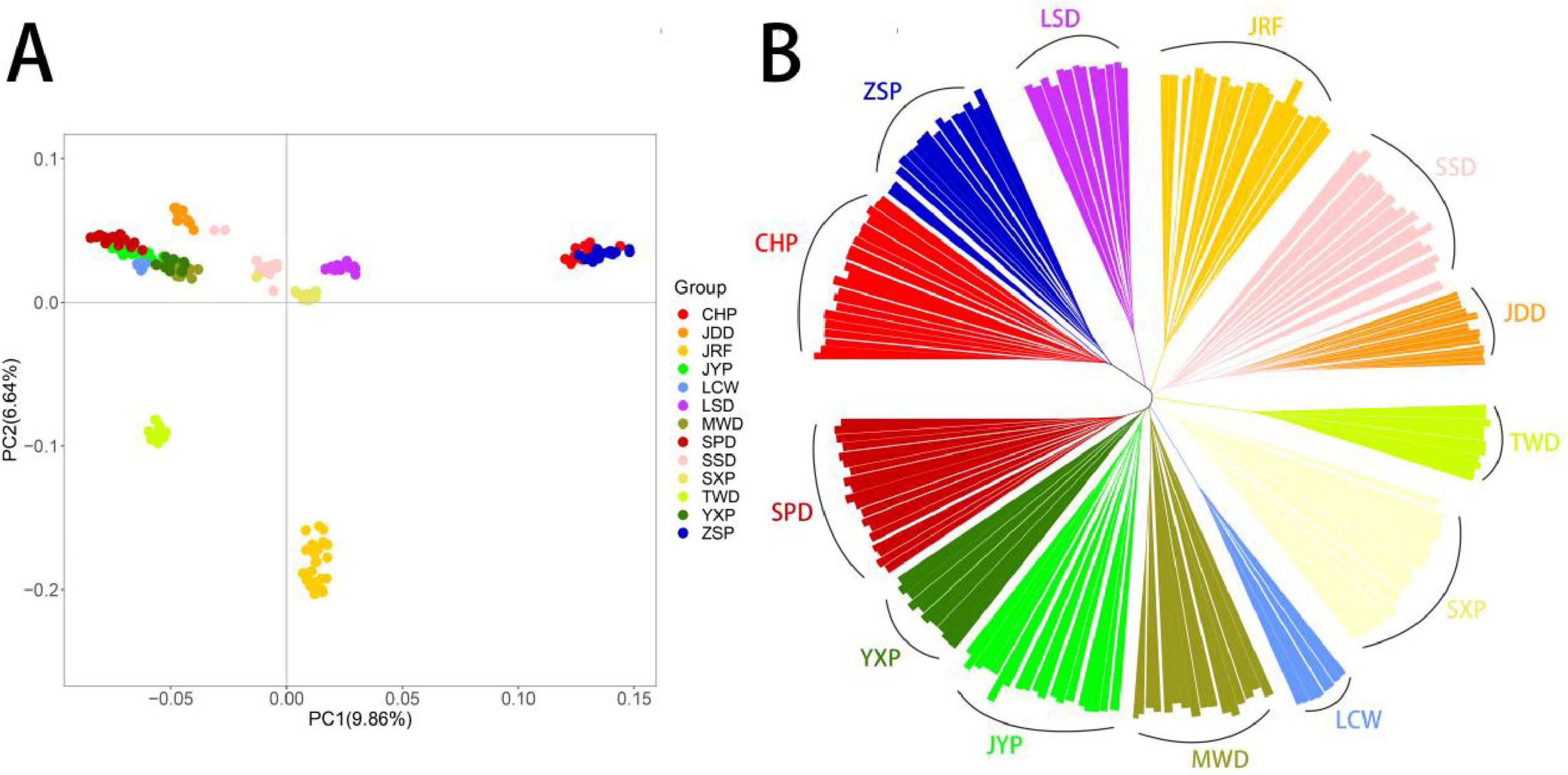 Panel A displays a scatterplot of principal component analysis with different colored dots representing groups labeled CHP, JDD, JRF, and others, showing variance percentages on axes. Panel B features a circular dendrogram with segments colored according to groups, labeled around the circle, illustrating hierarchical clustering relationships.