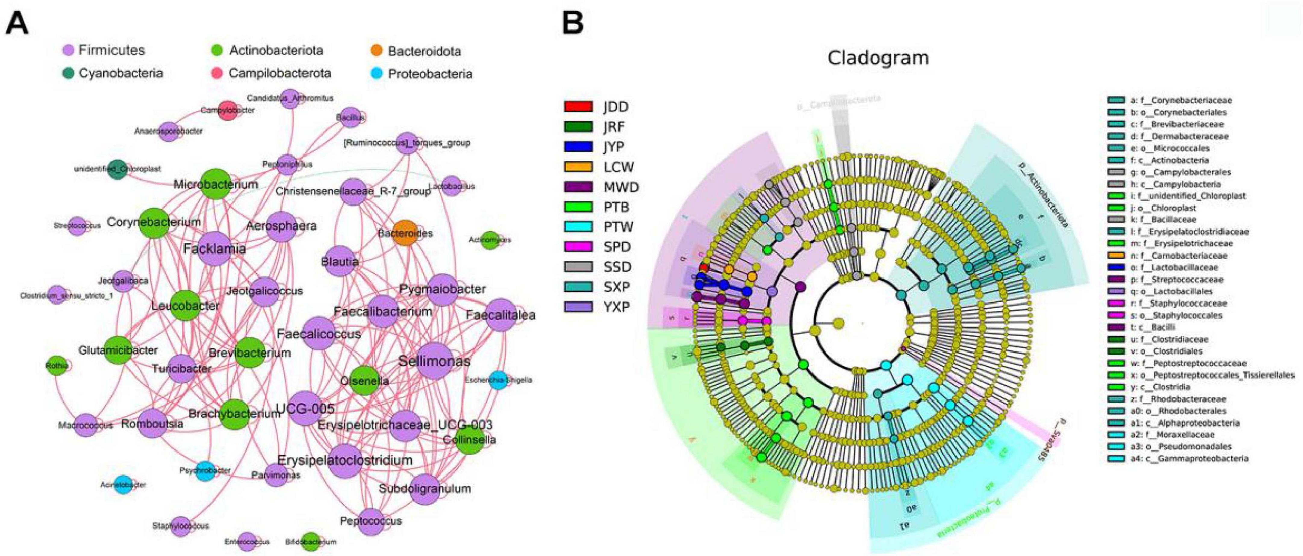 Diagram A is a network map of microbial taxa, connected by lines indicating relationships. It is color-coded by taxa, including Firmicutes, Actinobacteriota, Bacteroidota, Campilobacterota, Cyanobacteria, and Proteobacteria. Diagram B is a circular cladogram showing hierarchical relationships among microbial families, with segments color-coded and labeled by family names.