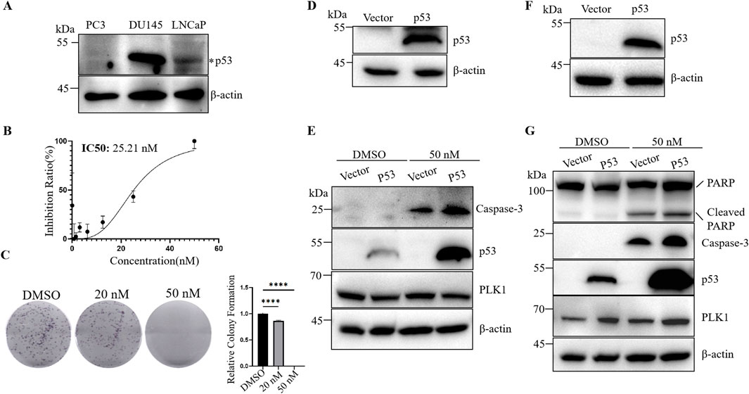 Panels A to G depict various experimental results involving protein expression analysis and cell viability. Panel A shows Western blots of p53 and β-actin in different cell lines. Panel B presents a dose-response curve with an IC50 value of 25.21 nanomolar. Panel C displays colony formation assays with DMSO, 20 nanomolar, and 50 nanomolar treatments, alongside a bar graph of relative colony formation. Panels D to G show Western blots for p53, caspase-3, PARP, PLK1, and β-actin under different conditions, illustrating protein expression differences between vector and p53 samples, with and without 50 nanomolar treatment.