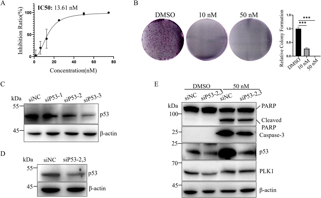 Panel A shows a dose-response curve with an IC50 value of 13.61 nanomolar, displaying inhibition ratios at varying concentrations. Panel B presents images of colony formations at different concentrations (DMSO, 10 nanomolar, and 50 nanomolar) with a bar graph indicating relative colony formation. Panel C and D display Western blot results for p53 protein and β-actin across different conditions. Panel E shows Western blots for PARP, cleaved PARP, caspase-3, p53, PLK1, and β-actin at DMSO and 50 nanomolar, indicating differences in protein expression under those conditions.
