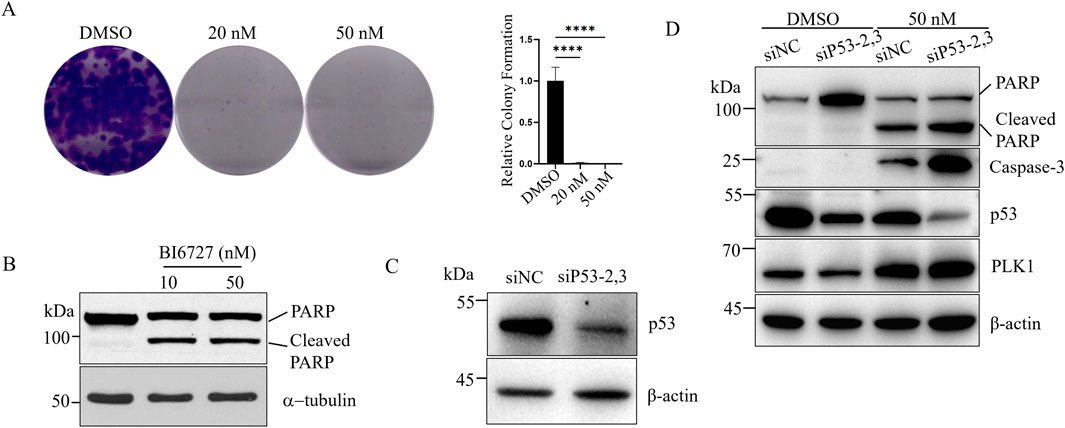 Panel A shows three dishes for colony formation analysis with treatments of DMSO, 20 nanomolar, and 50 nanomolar, accompanied by a bar graph indicating reduced colony formation at higher concentrations. Panel B features Western blots for PARP and cleaved PARP proteins treated with BI6727. Panel C displays Western blots for p53 and β-actin with siNC and siP53-2,3 treatments. Panel D includes Western blots for PARP, cleaved PARP, Caspase-3, p53, PLK1, and β-actin under different treatment conditions.