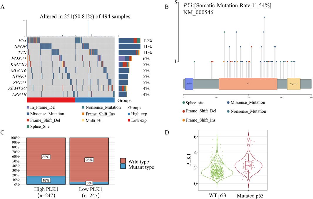 A set of four panels showing genetic data analyses. Panel A is a histogram indicating mutations in 50.81% of 494 samples, highlighting genes like P53 and SPOP. Panel B presents a gene diagram for P53 with a somatic mutation rate of 11.54%, displaying mutation types. Panel C is a stacked bar graph comparing mutation types by PLK1 expression levels. Panel D is a violin plot showing PLK1 expression in wild-type versus mutated P53 samples.