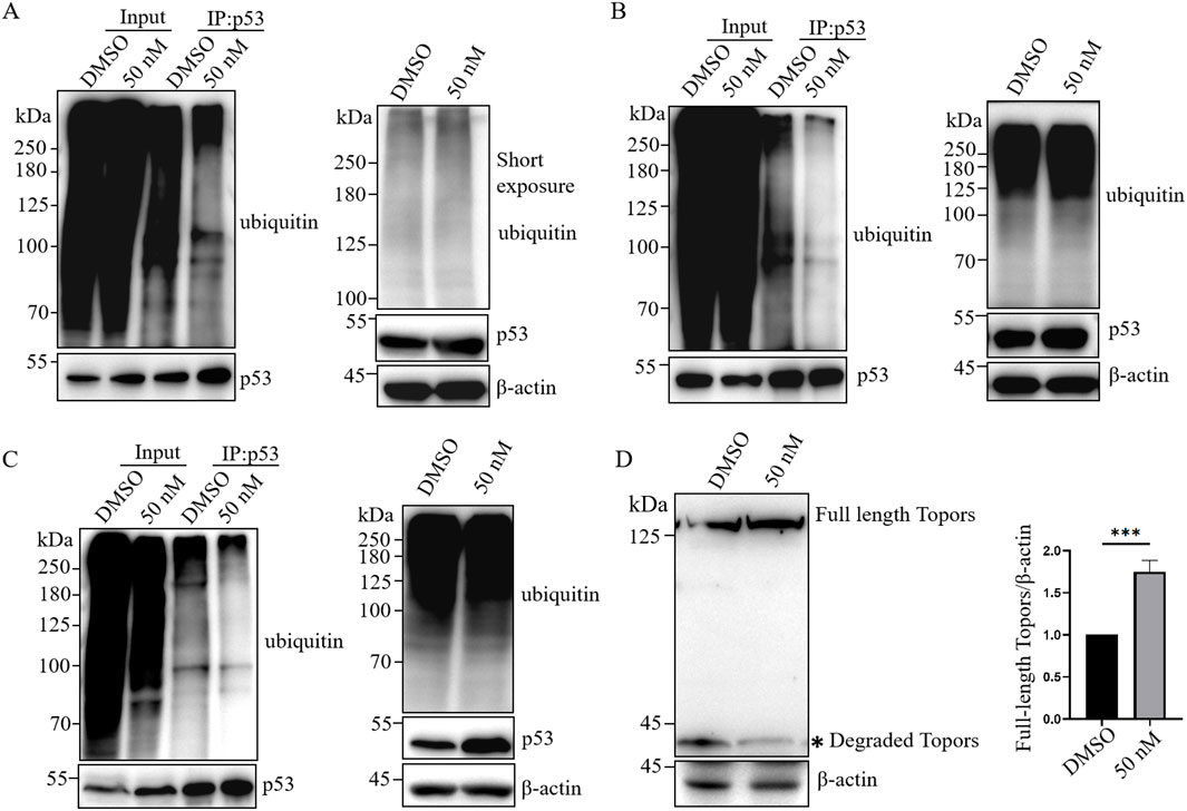 Western blot analysis showing protein expression in different experimental conditions. Panels A, B, and C display results for ubiquitin and p53 after treatment with DMSO and 50 nM of a compound, with lanes marked
