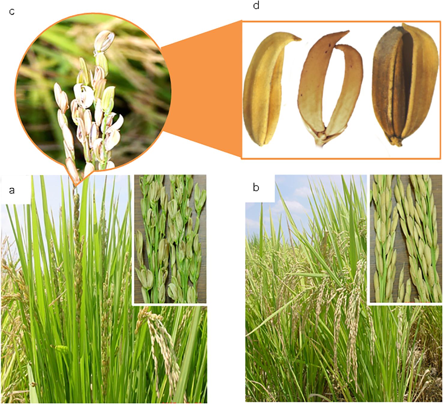 Panicle and kernel morphology of rice plant affected by straighthead. (a) Erect panicles and sterile kernels of straighthead susceptible cultivar R312, (b) Dropdown panicles and fully filled kernels of straighthead resistant cultivar Zhe733; (c) Partial-erect panicle with distorted and unfilled kernels and sterile kernel with (d) Distorted lemma and palea like a crescent or parrot breaking.