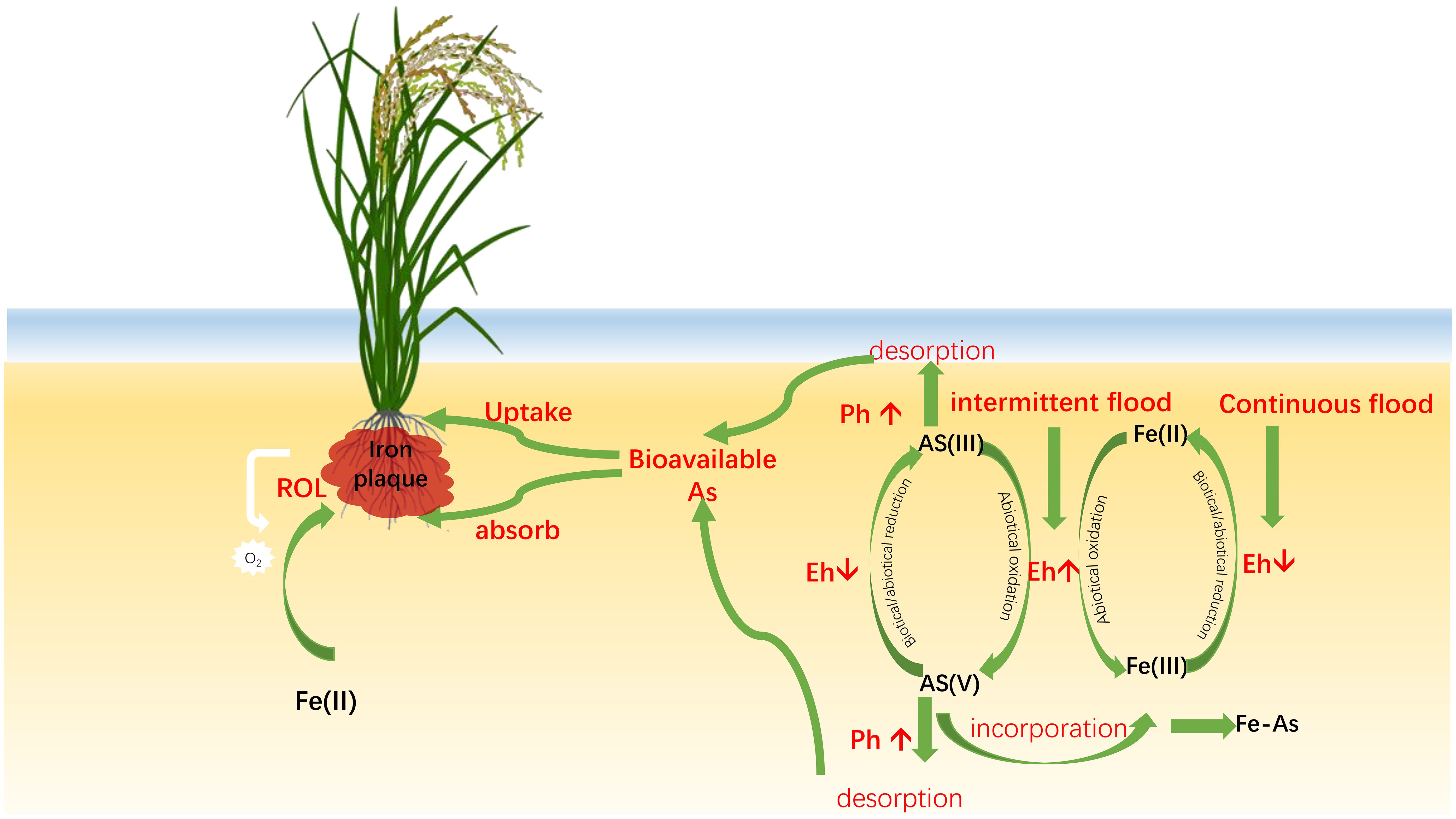 Illustration of a rice plant showing the interaction of iron and arsenic in flooded soil. It highlights processes like absorption, bioavailability, and desorption of arsenic, with pathways for intermittent and continuous flooding. Oxygen release and redox reactions are shown, indicating transformations between arsenic and iron states.