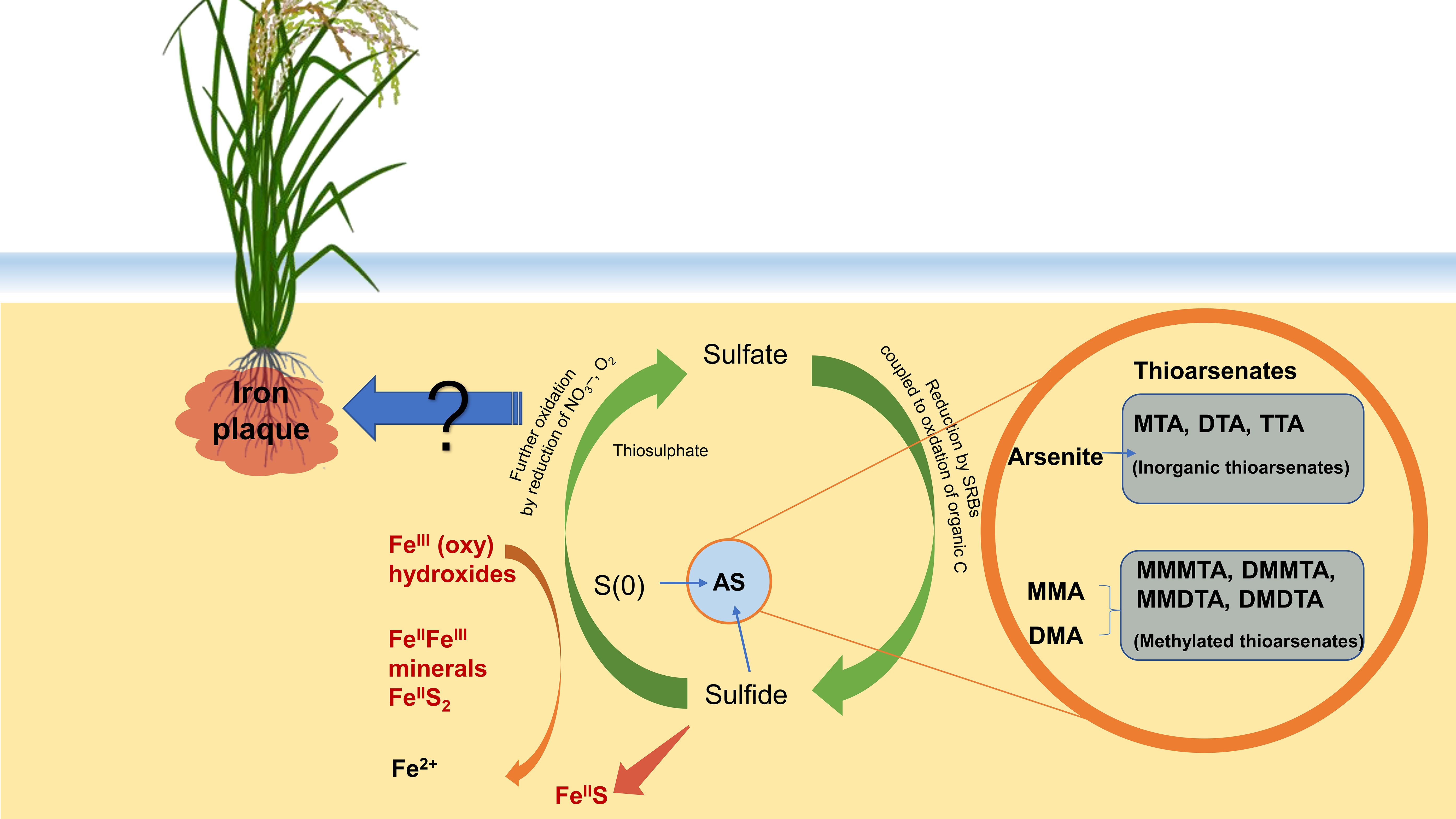Illustration depicting the role of iron plaque in rice plants on arsenic cycle and transformation. Iron plaque surrounds the roots, with arrows indicating chemical processes. The diagram includes sulfate reduction, formation of thiarsenates, and transformations involving Fe compounds.