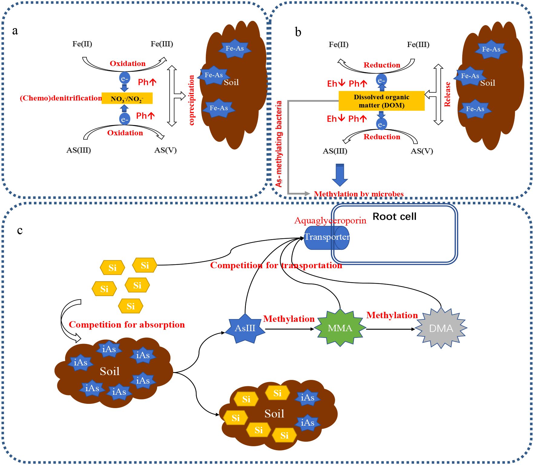Diagram illustrating processes related to arsenic and iron in soil.Panel (a) shows oxidation and coprecipitation interactions between nitrogen and arsenic. Panel (b) depicts reduction, involving dissolved organic matter, and the release of arsenic. Panel (c) highlights competition between silicon and arsenic for absorption and transport to root cells, including microbial methylation converting arsenic to MMA and DMA.