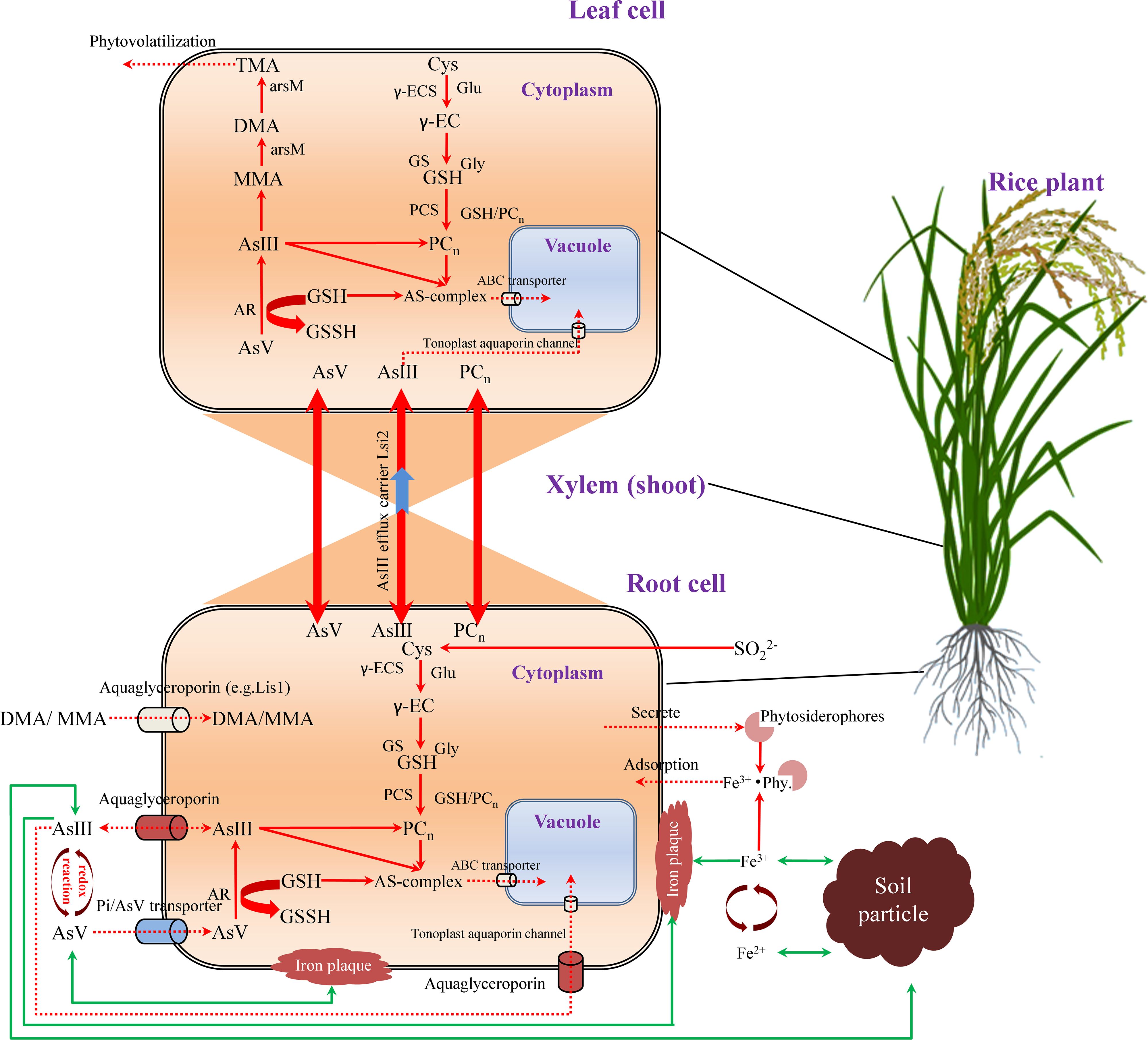 Diagram illustrating arsenic transport and transformation in rice plants. It shows leaf and root cells with processes like phytovolatilization in leaves and adsorption in roots. Components include vacuoles, aquaporins, and ABC transporters. Pathways of arsenic compounds (AsIII, AsV) and associated biochemical reactions involving GSH, PCS, and others are detailed, connecting soil particles and the plant’s anatomical parts through xylem and aquaporins.