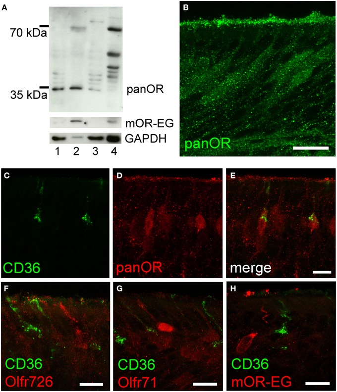 Cd 36