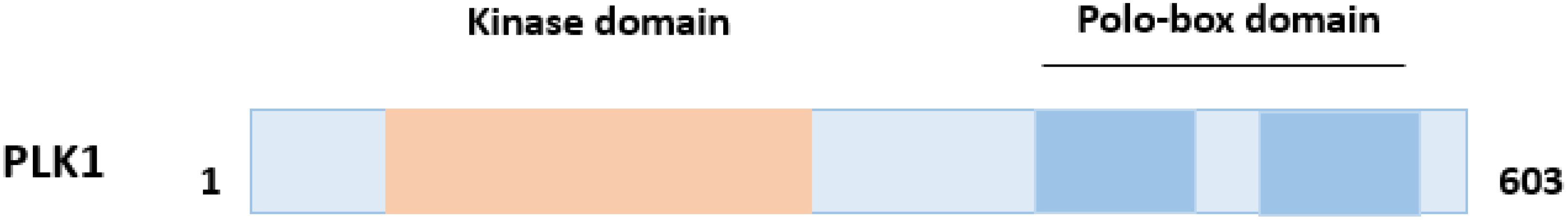 Diagram of the PLK1 protein showing two main domains: a kinase domain colored in peach, located from position 1, and a polo-box domain colored in blue, ending at position 603.
