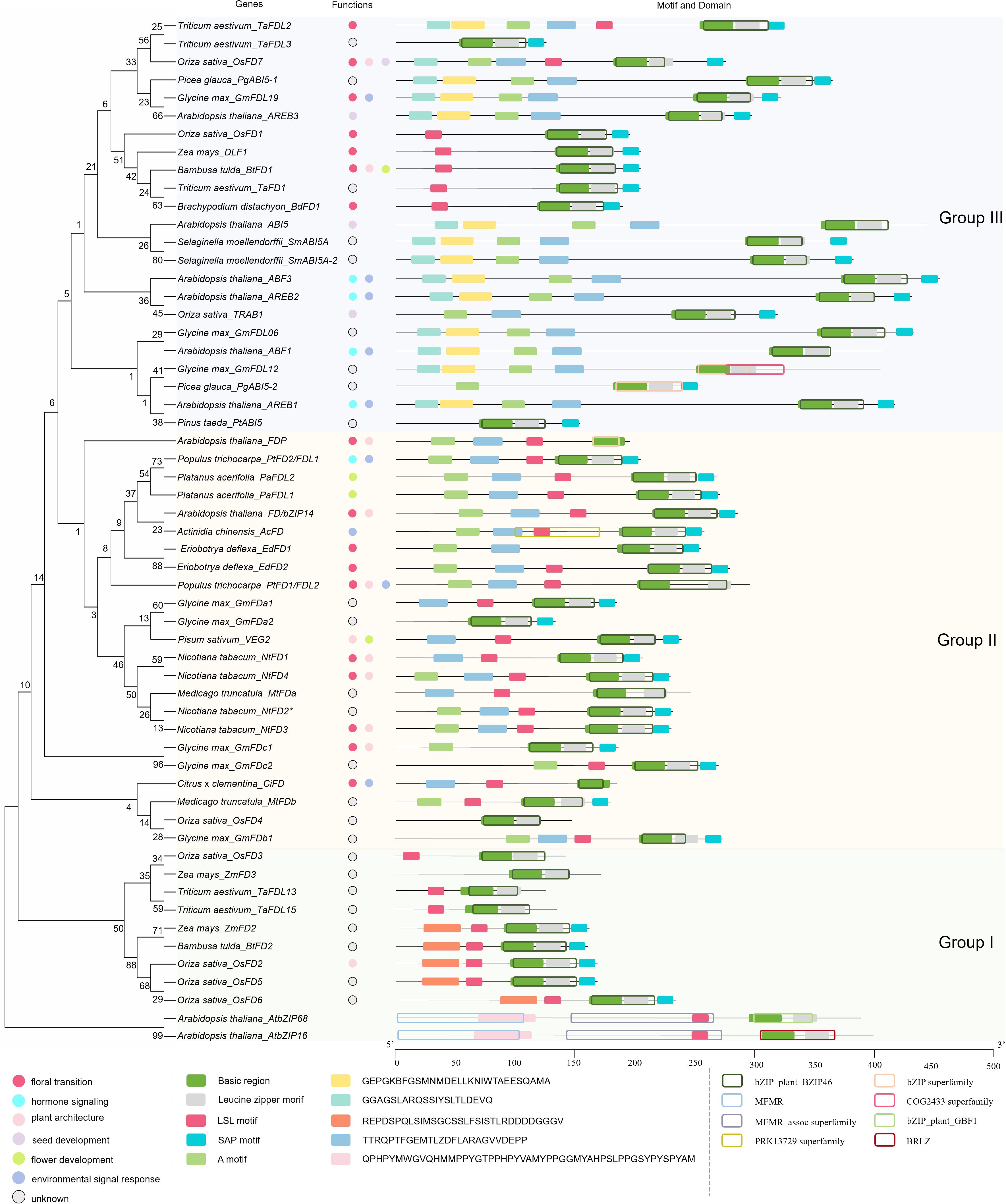 Phylogenetic tree diagram showing evolutionary relationships among different plant species grouped into three main groups. To the right, a schematic representation illustrates motifs and domains associated with functions like floral transition, hormone signaling, and seed development. Colored shapes indicate various motifs, such as basic regions and leucine zipper motifs. Each species is associated with specific functions, represented by colored circles, and protein domains, represented by horizontal bars. A legend explains the colors and shapes used for motifs and domains, with detailed descriptions of each motif type.