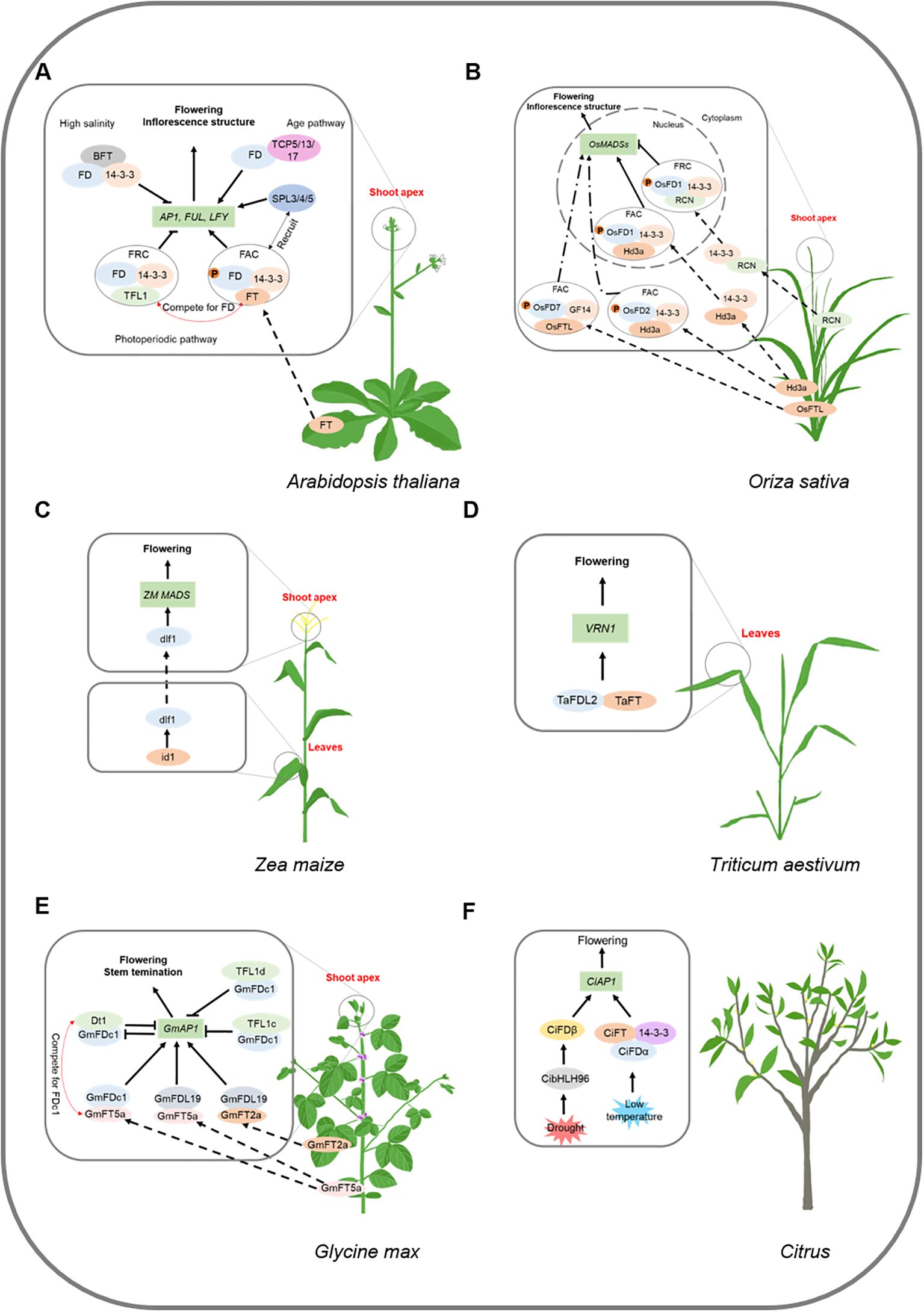 Diagram featuring six panels (A-F) showing flowering pathways in different plant species. Panel A: Arabidopsis thaliana with pathways such as photoperiodic, high salinity, and age-related influencing flowering at the shoot apex. Panel B: Oriza sativa's inflorescence structure and pathways, including OsMADs and RCN. Panel C: Zea maize, displaying flowering via ZM MADS and id1 pathways targeting the shoot apex. Panel D: Triticum aestivum's flowering involves VRN1 and TaFT pathways. Panel E: Glycine max, with pathways affecting stem termination and flowering at the shoot apex. Panel F: Citrus, illustrating flowering influenced by factors like low temperature and drought through pathways like CiFT and CiAP1.