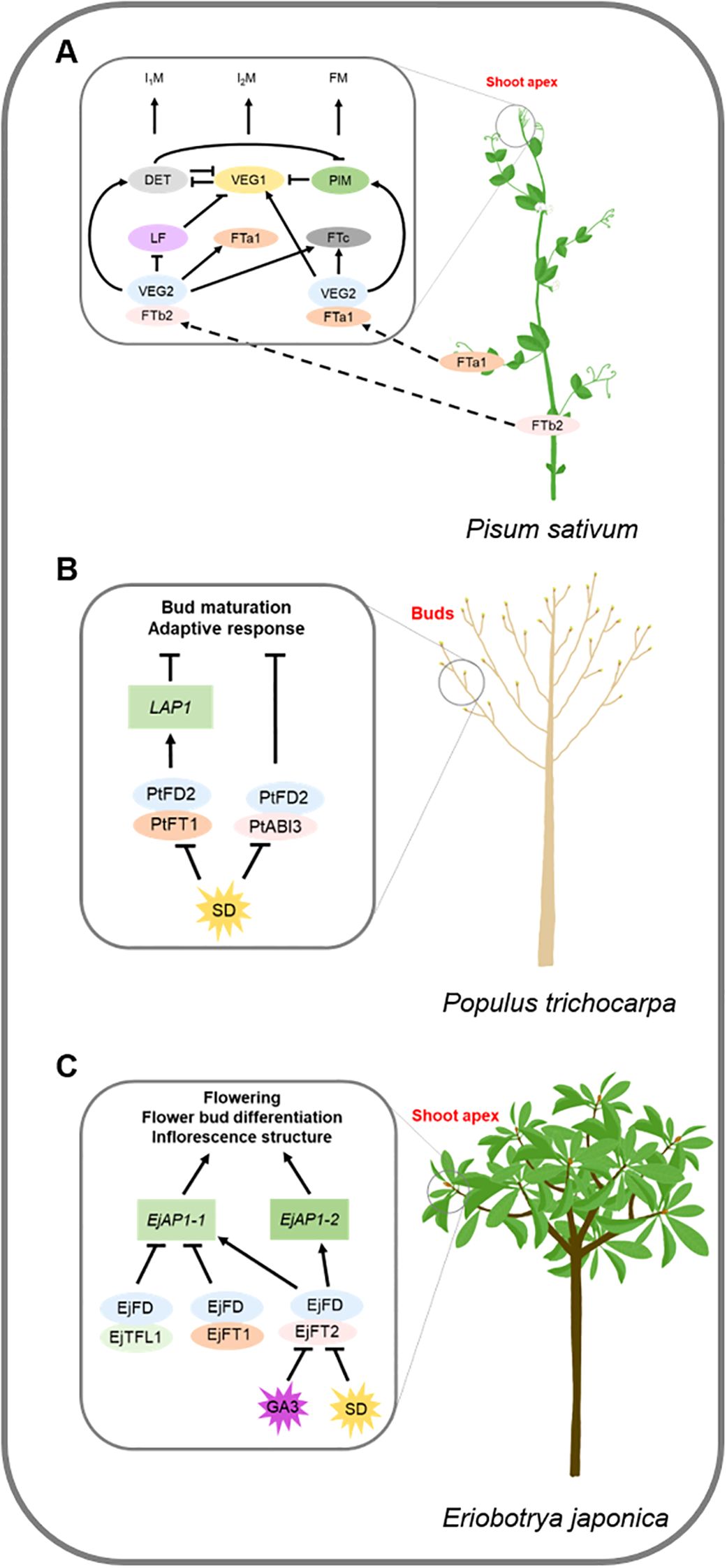 Diagram featuring plant developmental processes across three species: A. Pisum sativum (pea) shows gene interactions at the shoot apex. B. Populus trichocarpa (poplar) illustrates bud maturation pathways. C. Eriobotrya japonica (loquat) depicts flowering processes. Each section details specific gene pathways with diagrams highlighting key components and interactions related to developmental stages.