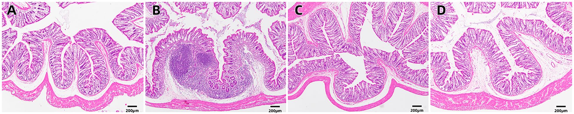 Histological images labeled A, B, C, and D show sections of tissue stained with hematoxylin and eosin. Each section highlights differences in the structural morphology of the tissue, revealing various levels of cellular organization and integrity. The scale bar indicates 200 micrometers.