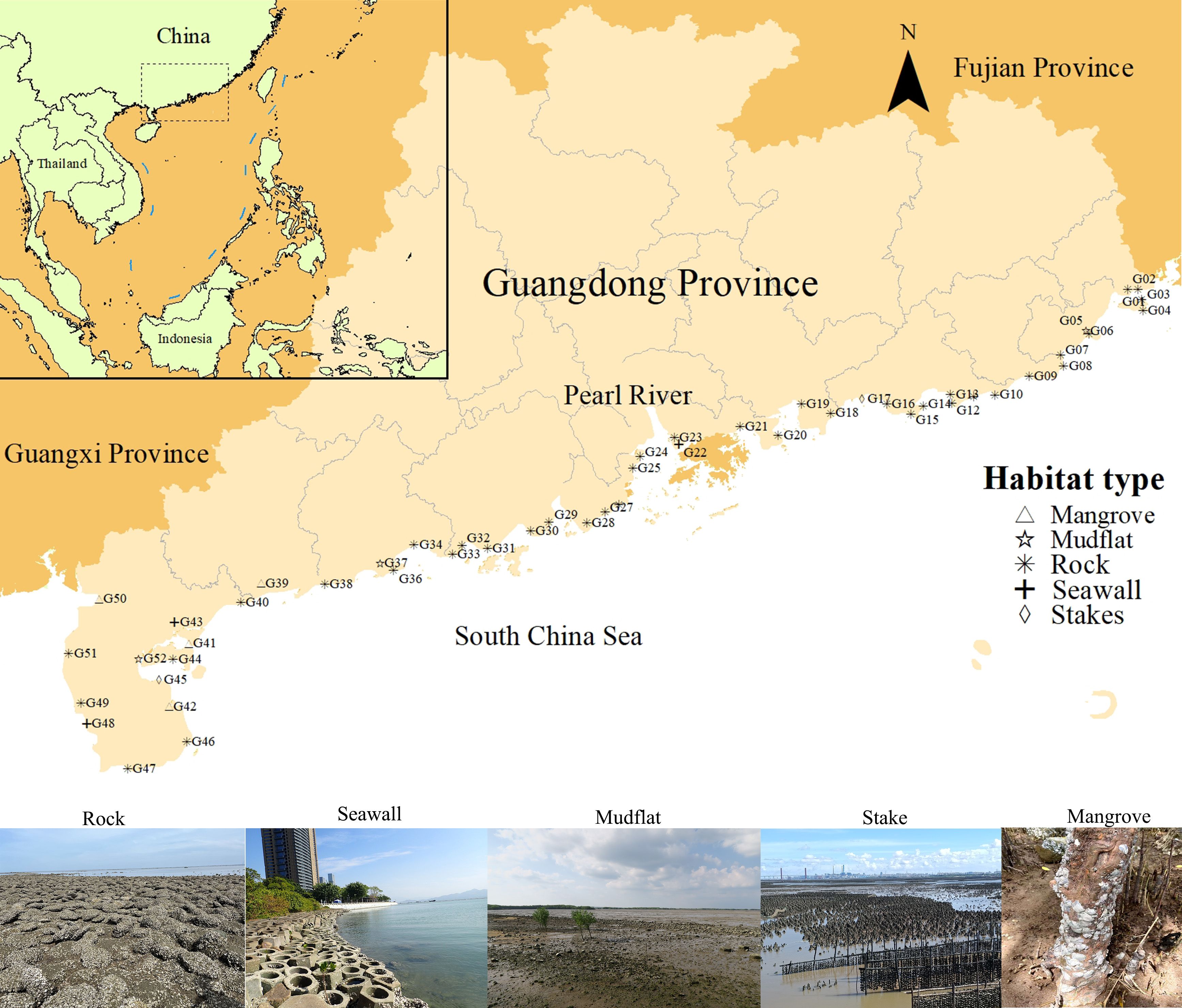 Map of South China Sea coastline showing Guangdong and Guangxi provinces with habitat types marked: mangrove, mudflat, rock, seawall, and stakes. An inset highlights China’s location in Asia. Below, images depict different habitats: rock, seawall, mudflat, stake, and mangrove.