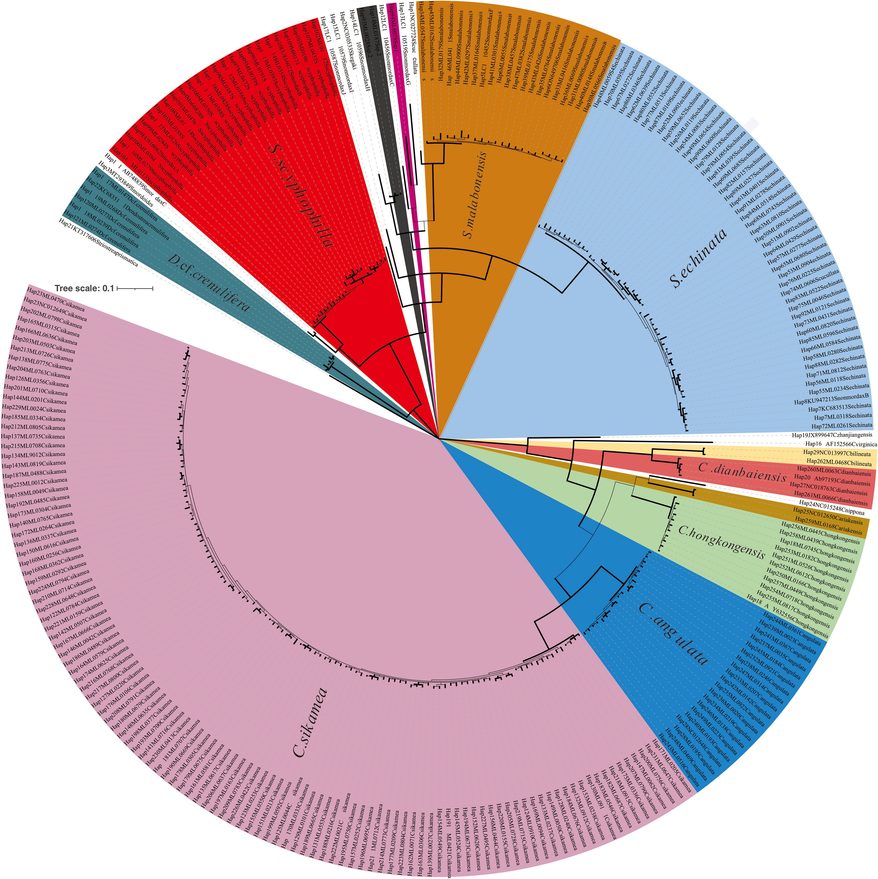Circular phylogenetic tree illustrating relationships between various species within different colored sections, each labeled with species names. The sections include titles like “C. sikamea,” “S.echinata,” and “C. dianbaiensis.” A scale bar indicates distance measurement.