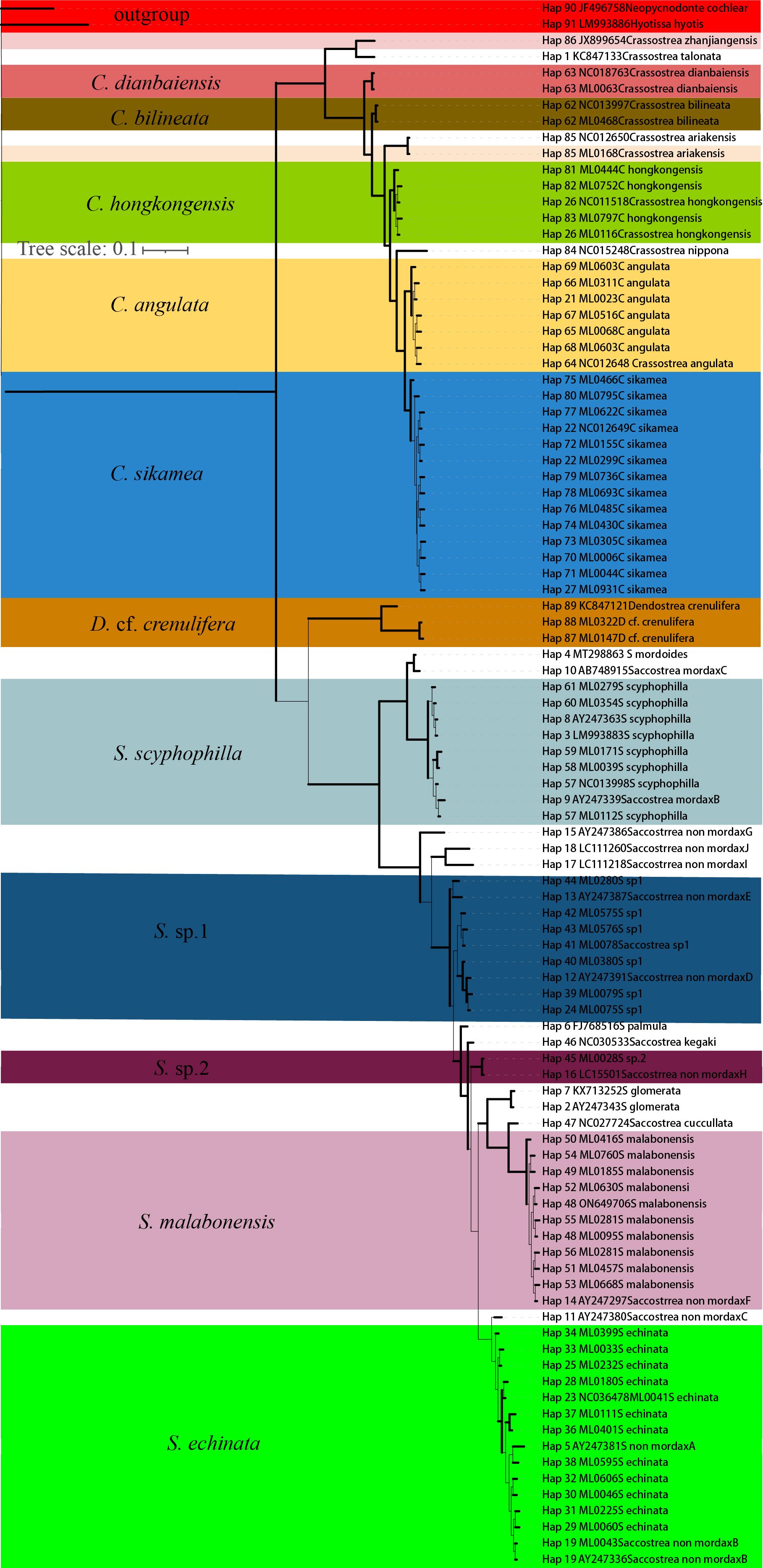 Phylogenetic tree depicting relationships among various species, labeled A to S, with distinct color bands for each group. Details include haplotype numbers and scientific names, signifying genetic connections. Tree scale is marked at 0.1.