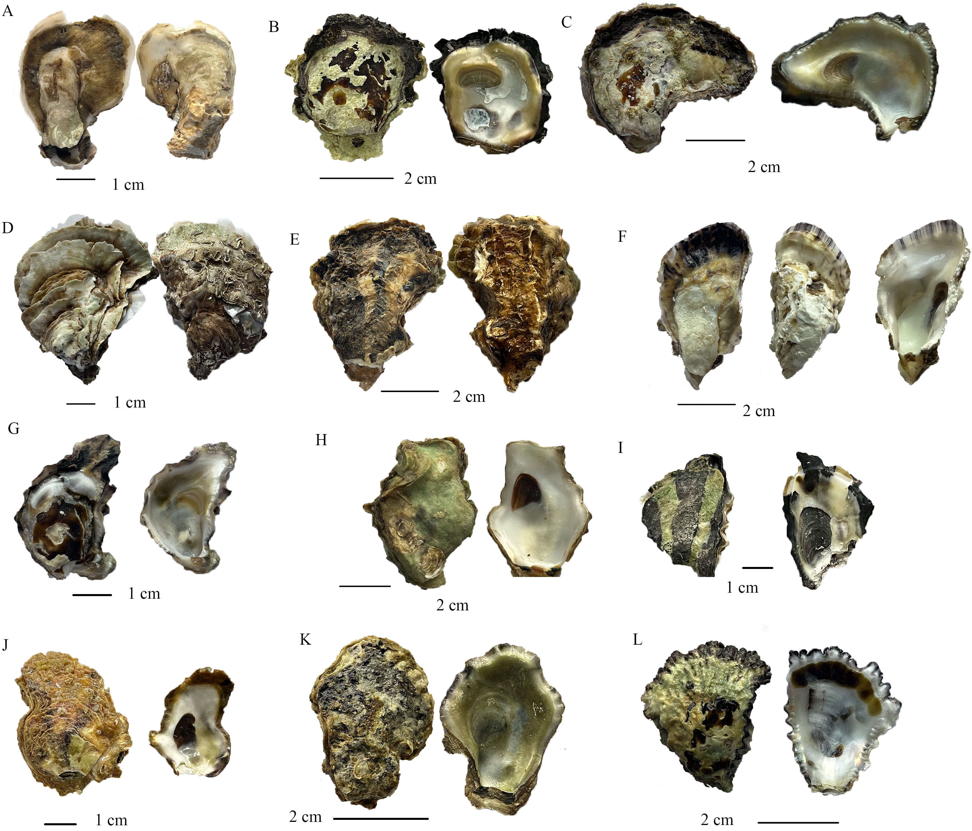 Various oyster shells labeled A to L are displayed, showing both exterior and interior views. Each pair exhibits distinct textures and colors, ranging from smooth and shiny to rough and ridged surfaces. The scale bars indicate measurements from 1 to 2 centimeters.